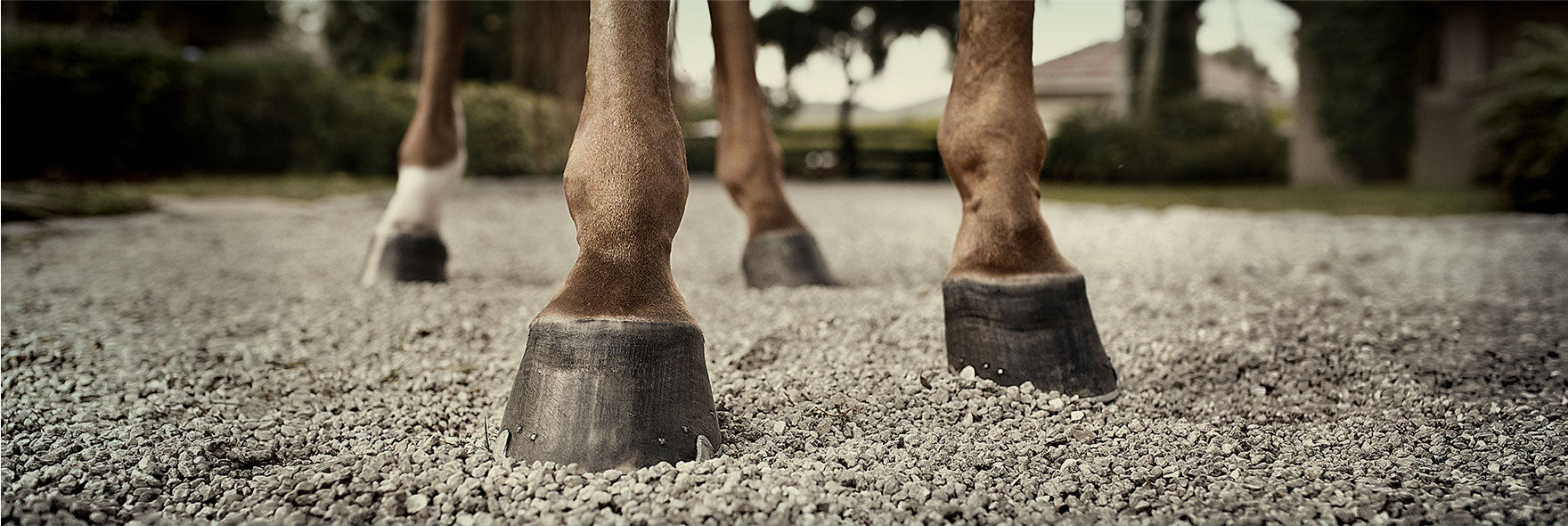 Hufpflege JR Equestrian Boutique