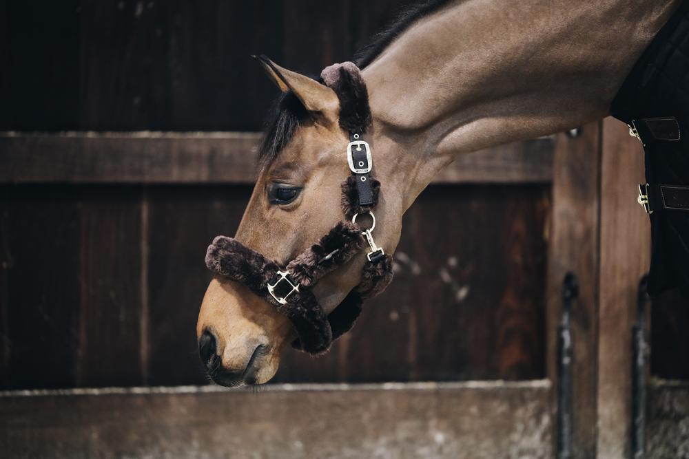 Lamfell Transport Halfter - Kentucky Horsewear