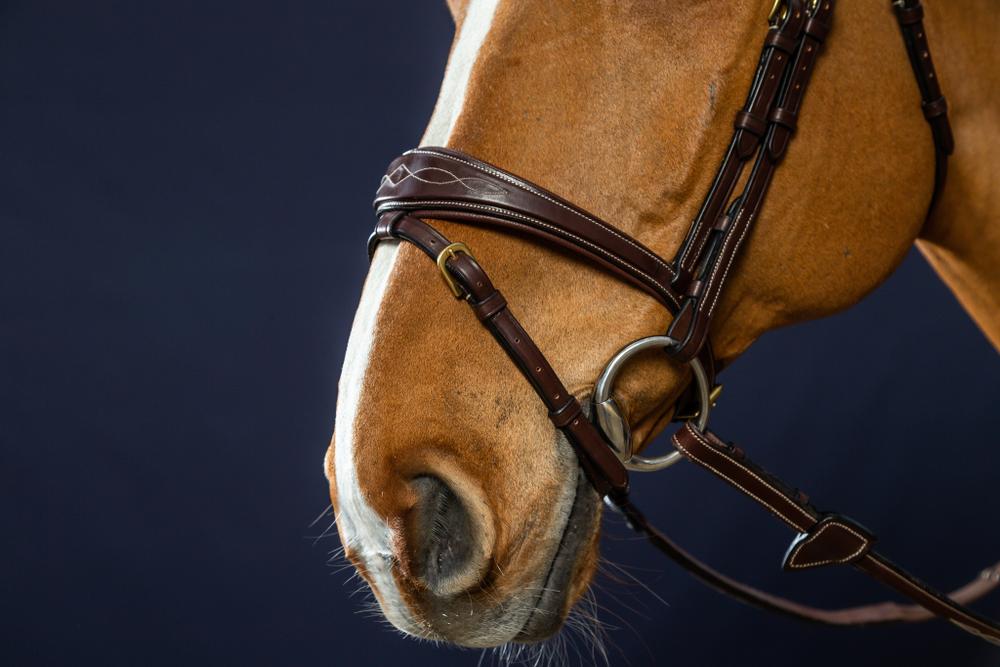 Anatomische Trense mit kombiniertem Reithalfter