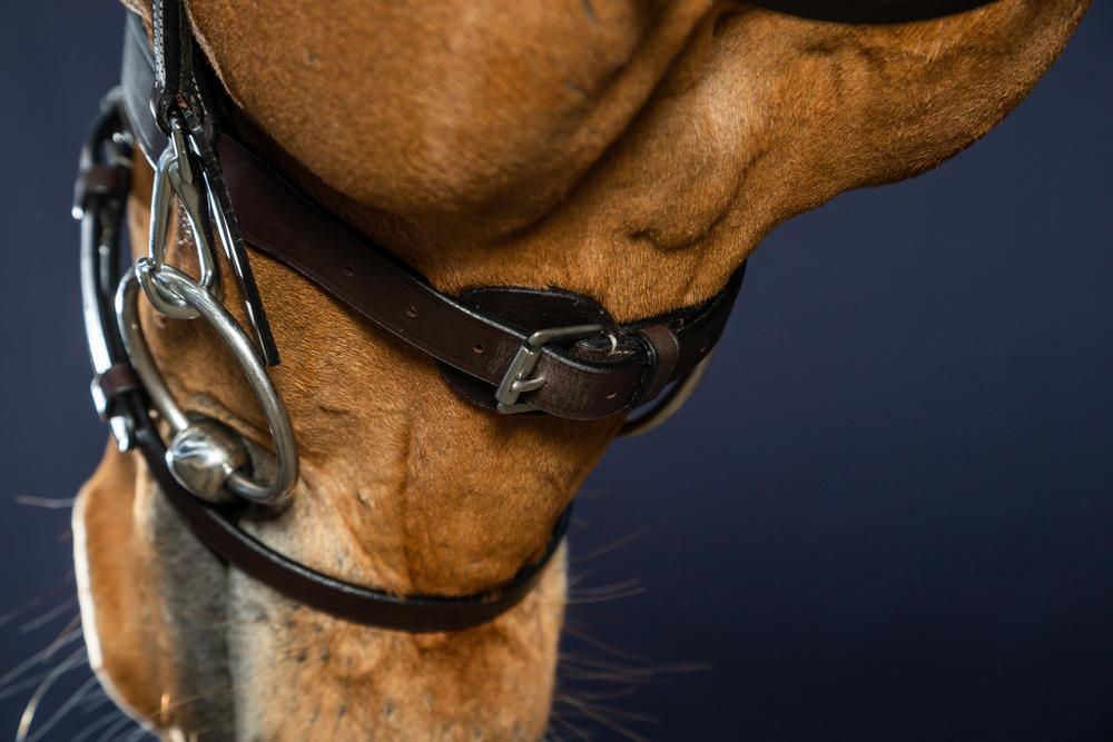 Trense aus Flachleder mit Karabinern