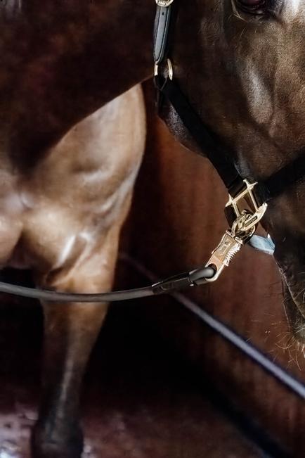 Horse Box Lead & Cross Ties Anbinder Silicone