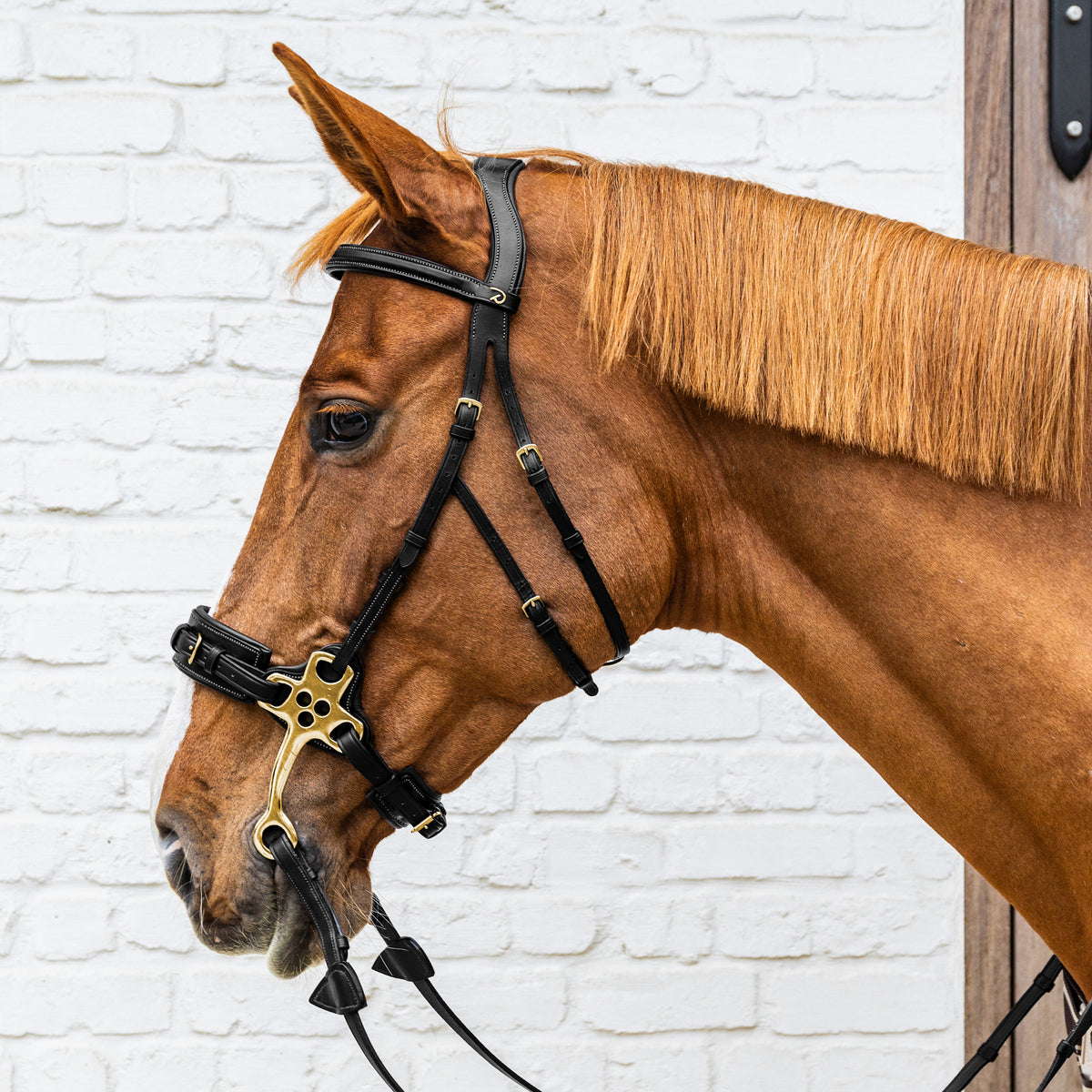Hackamore