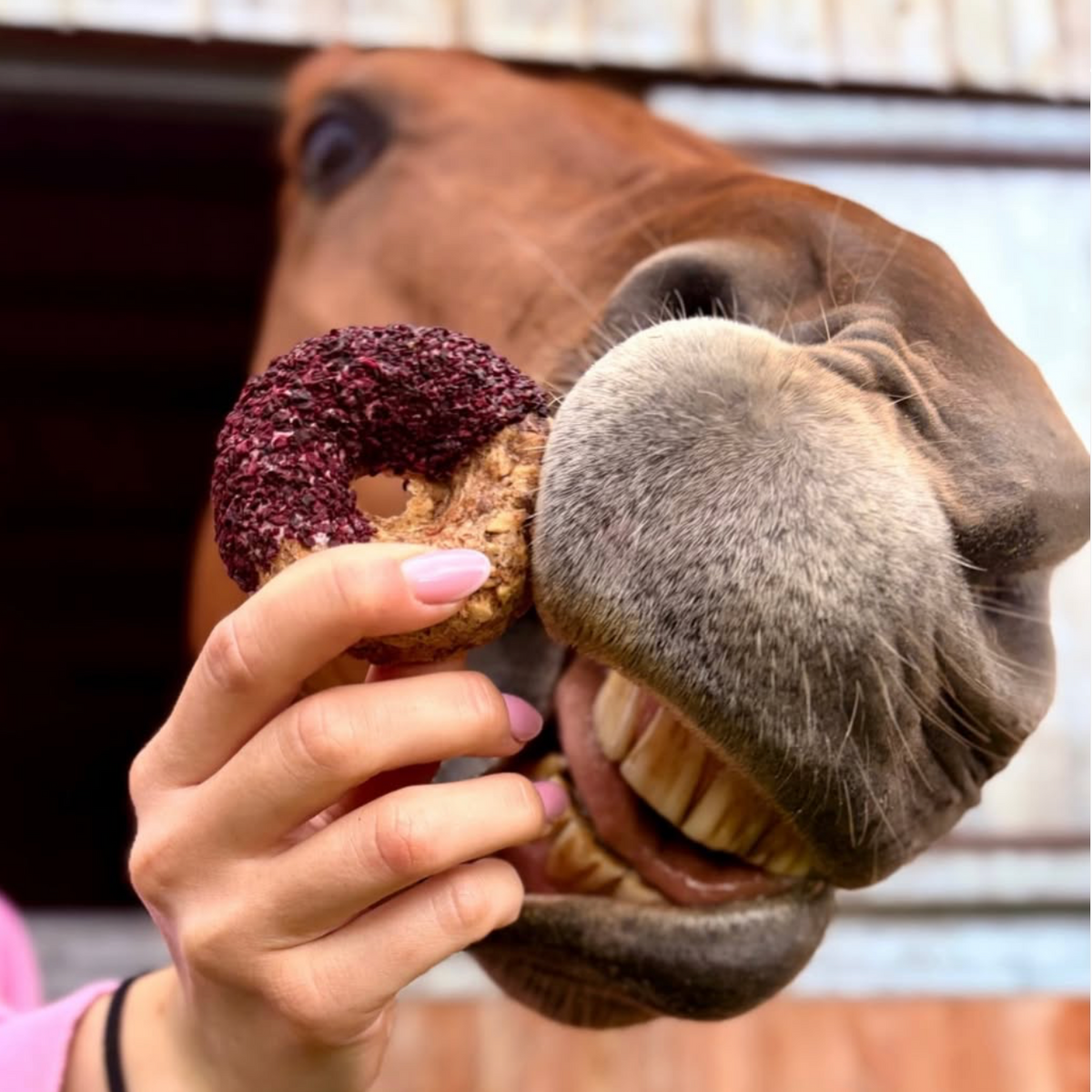KRÄUTER DONUT Leckerlie - Pony Bueno