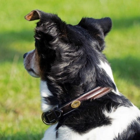 Hundehalsband Fancy
