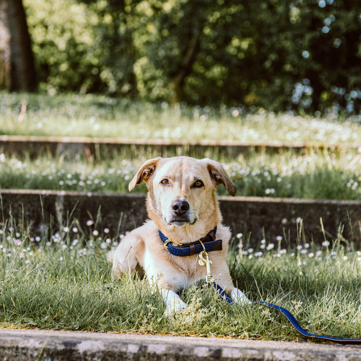 Geflochten Nylon Hundehalsband