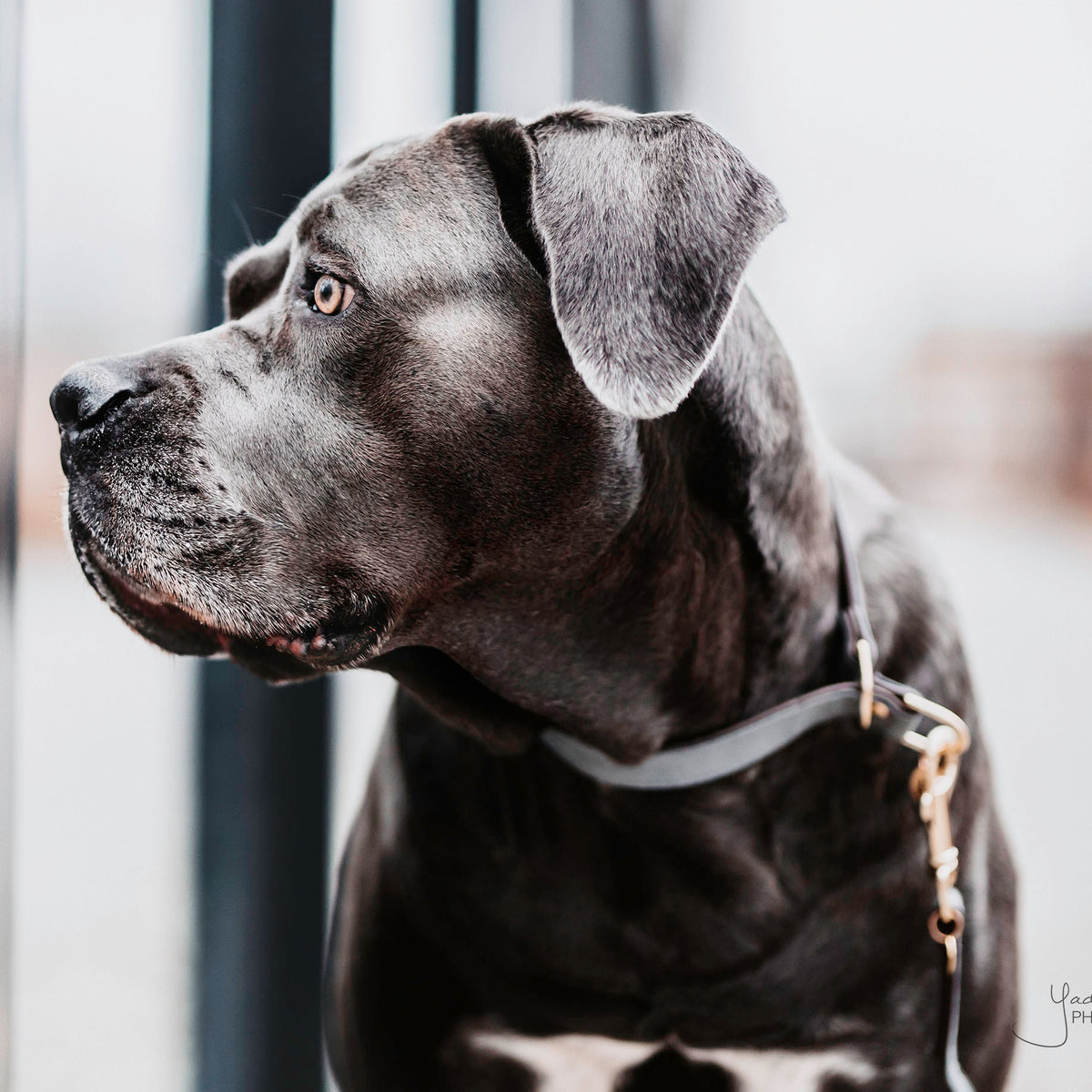 Hunde Halsband Loop