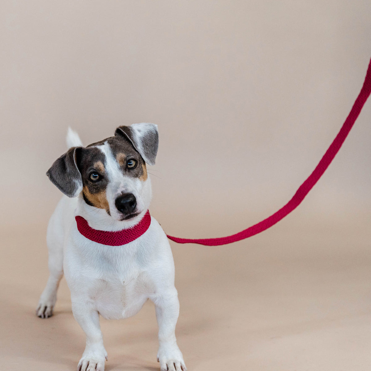 Hunde Halsband Jacquard
