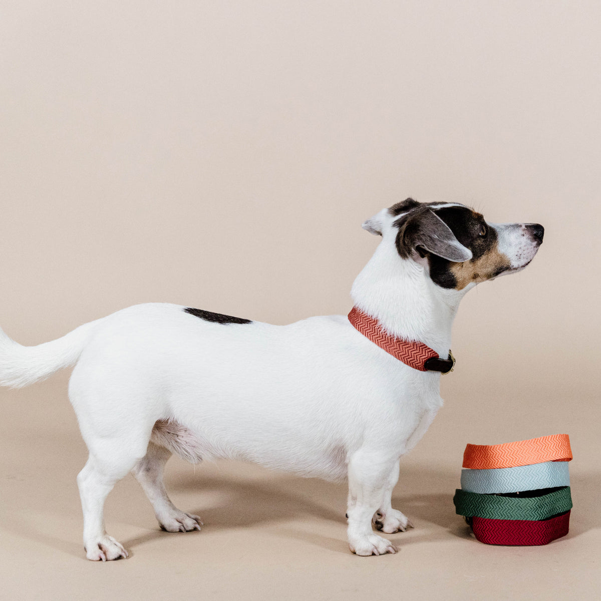 Hunde Halsband Jacquard