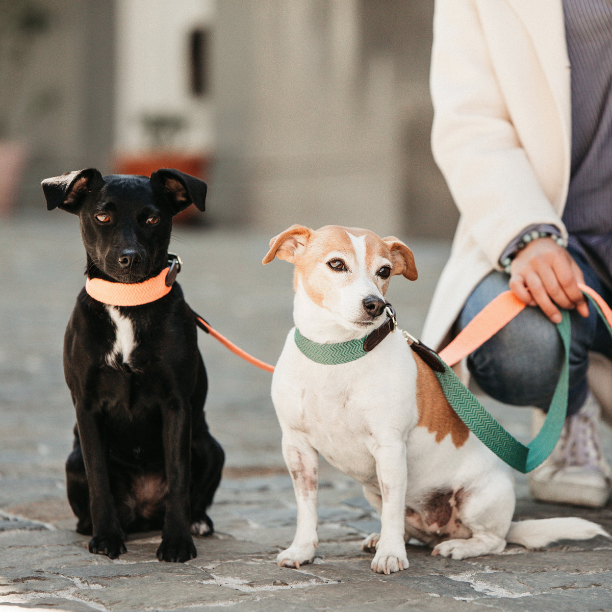 Hunde Halsband Jacquard