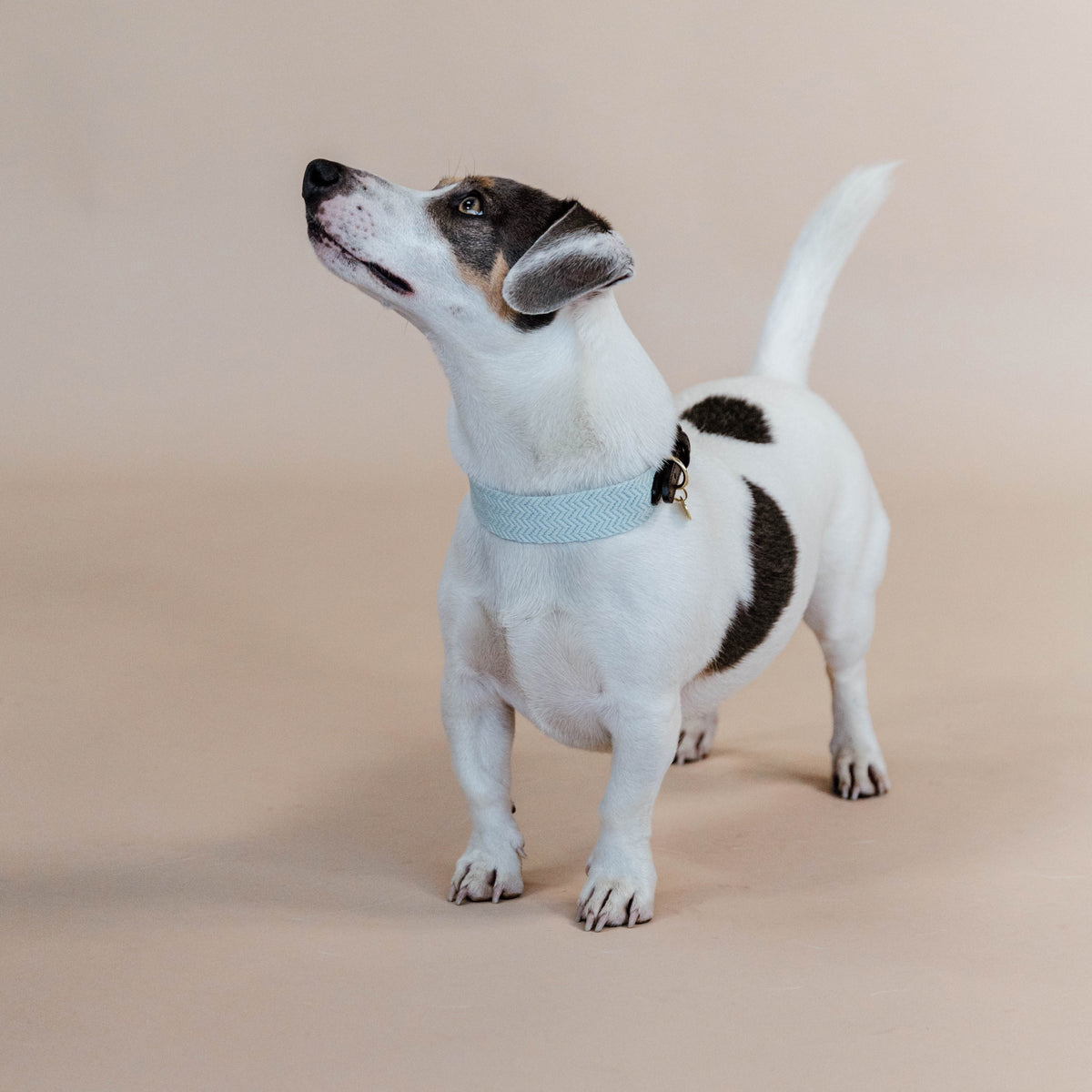 Hunde Halsband Jacquard