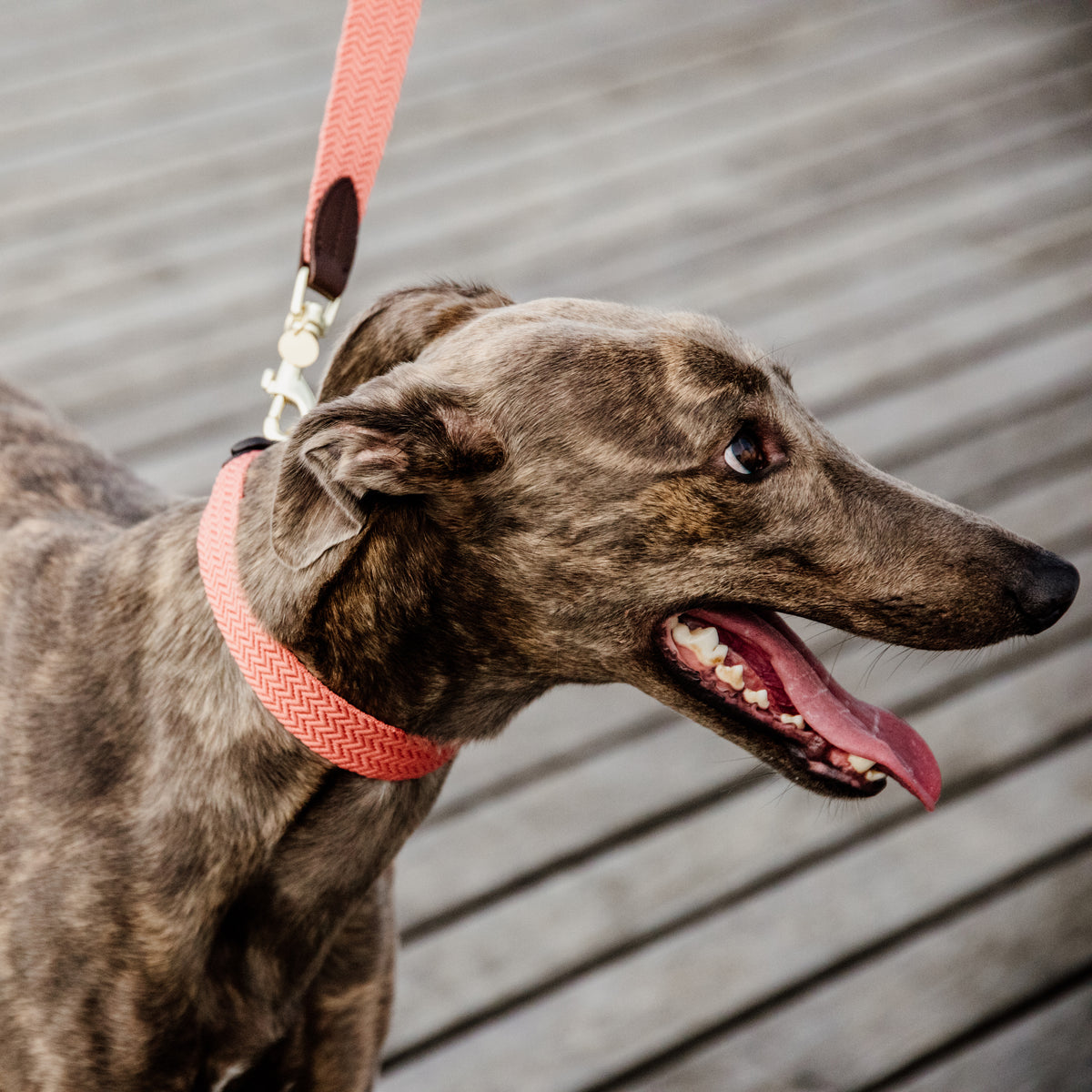 Hunde Leine Jacquard