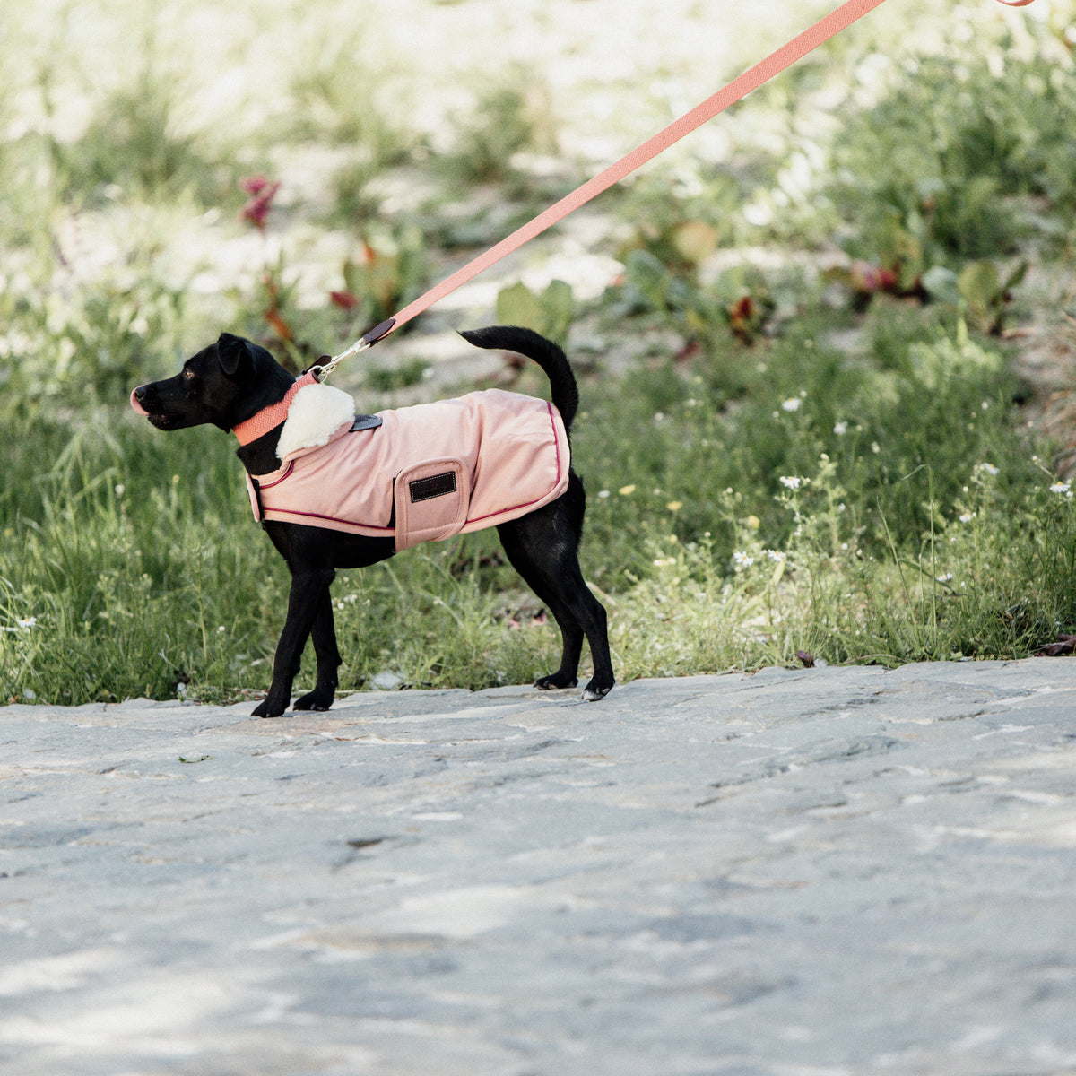 Hunde Leine Jacquard