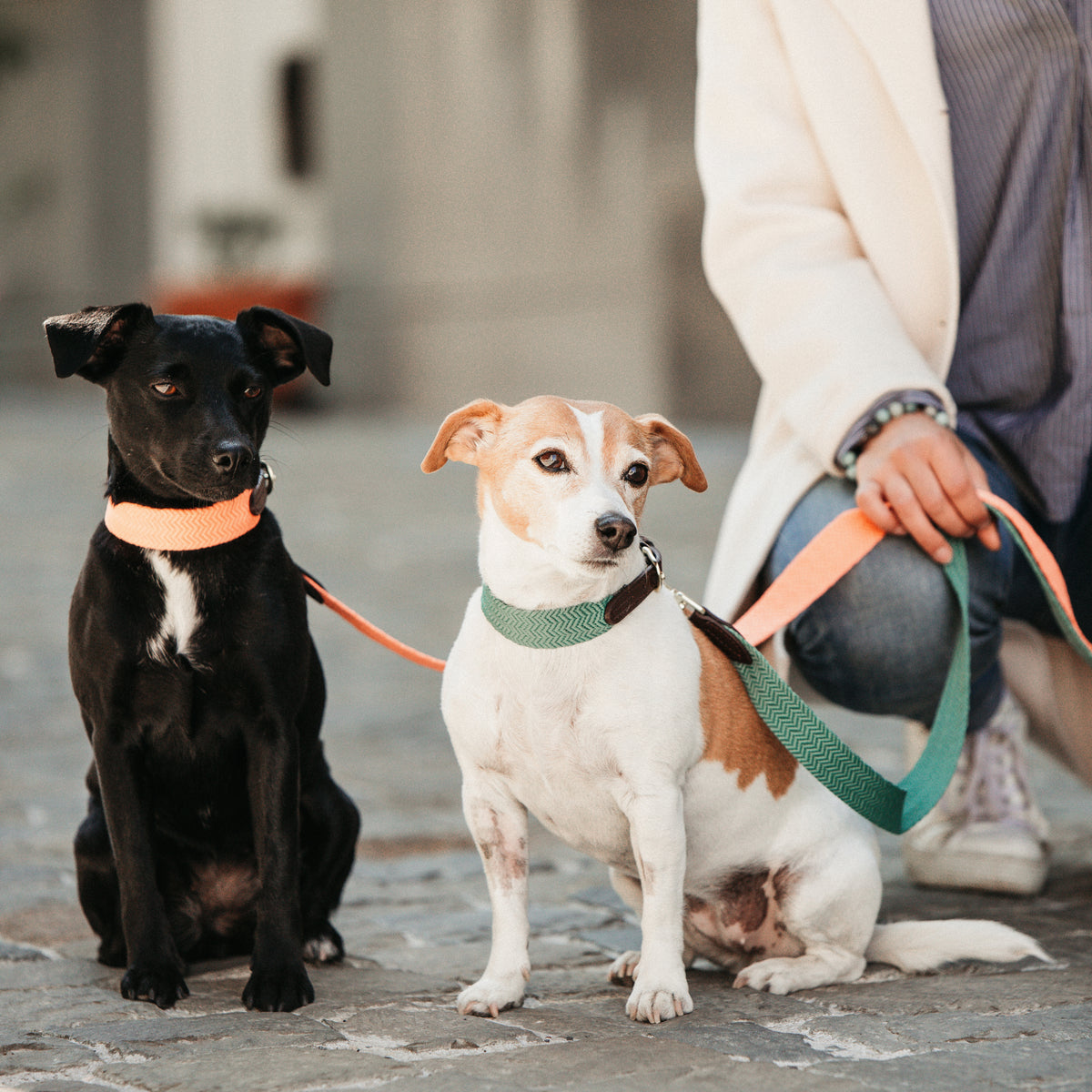 Hunde Leine Jacquard