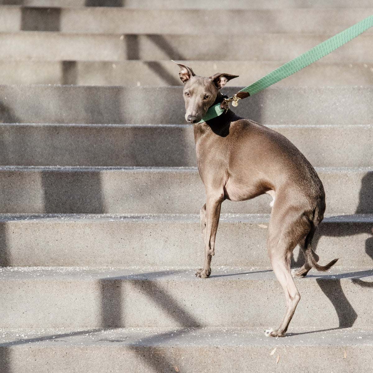 Hunde Leine Jacquard