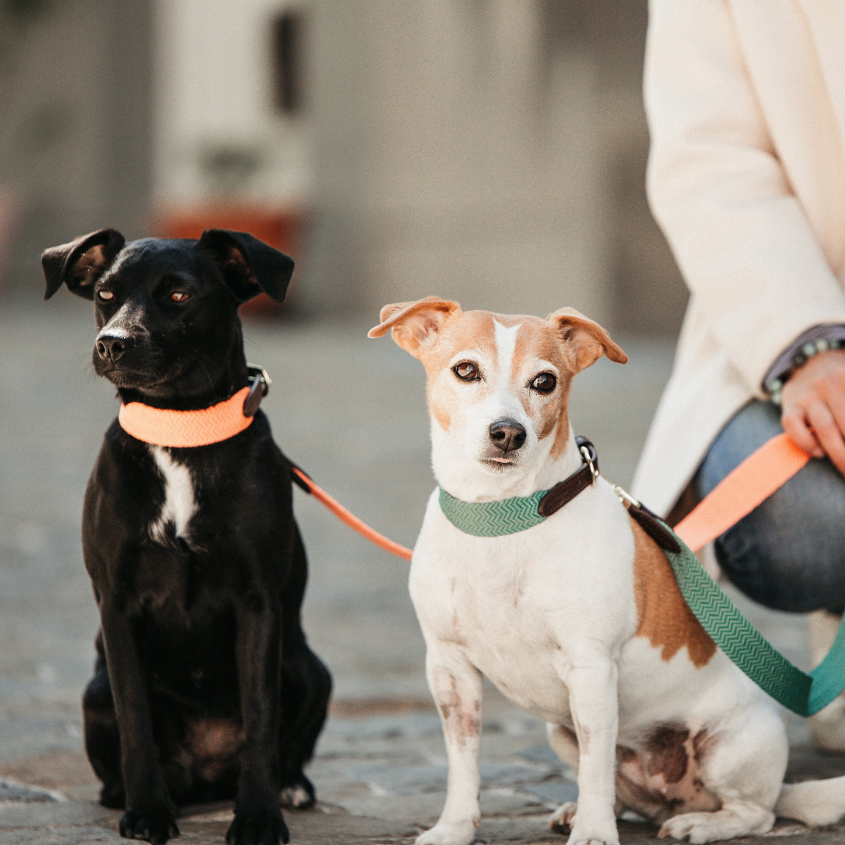 Hunde Leine Jacquard