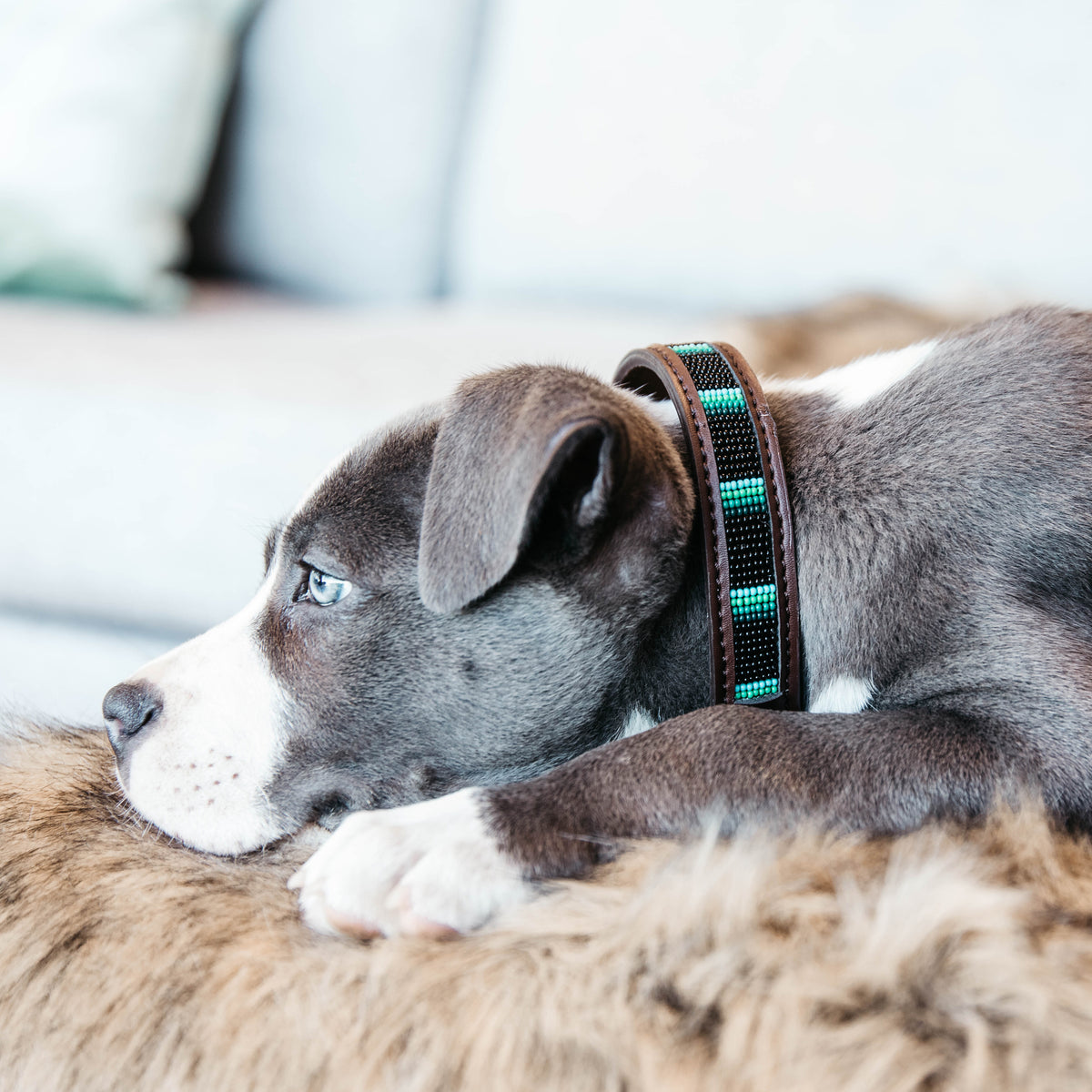 Hunde Halsband Handgemacht Perlen