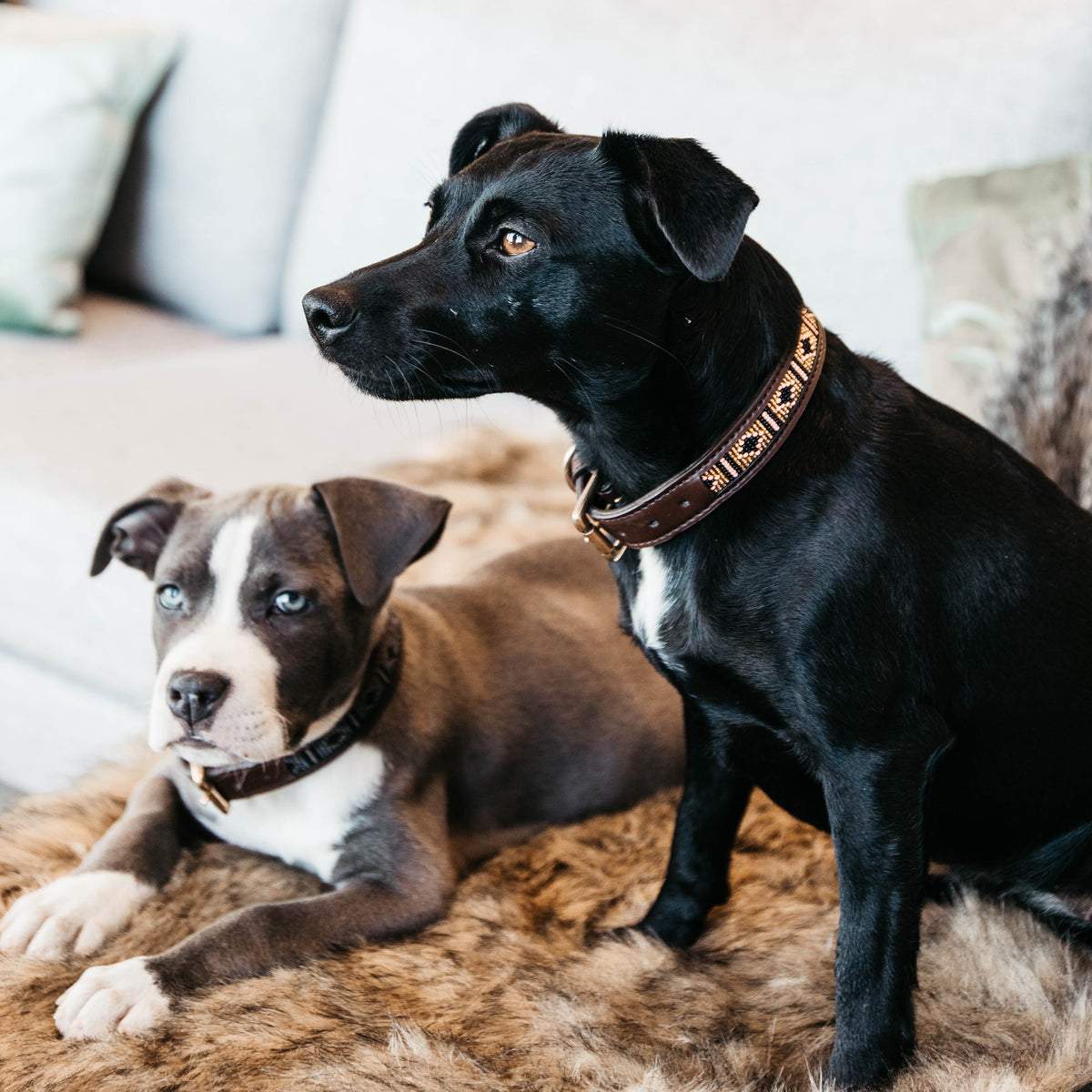 Hunde Halsband Handgemacht Perlen