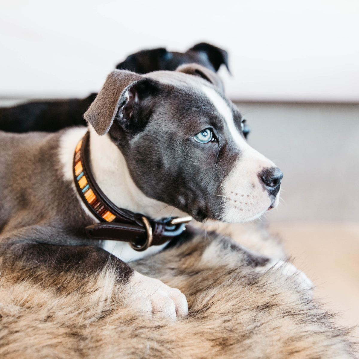 Hunde Halsband Handgemacht Perlen
