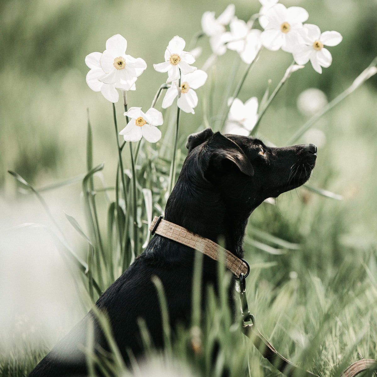 Hunde Halsband