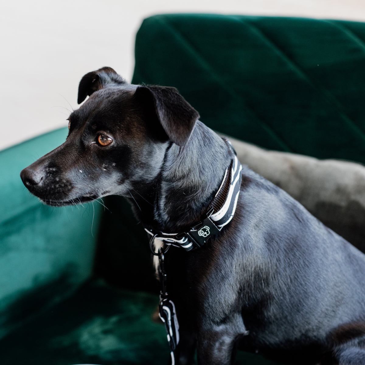 Hunde Halsband