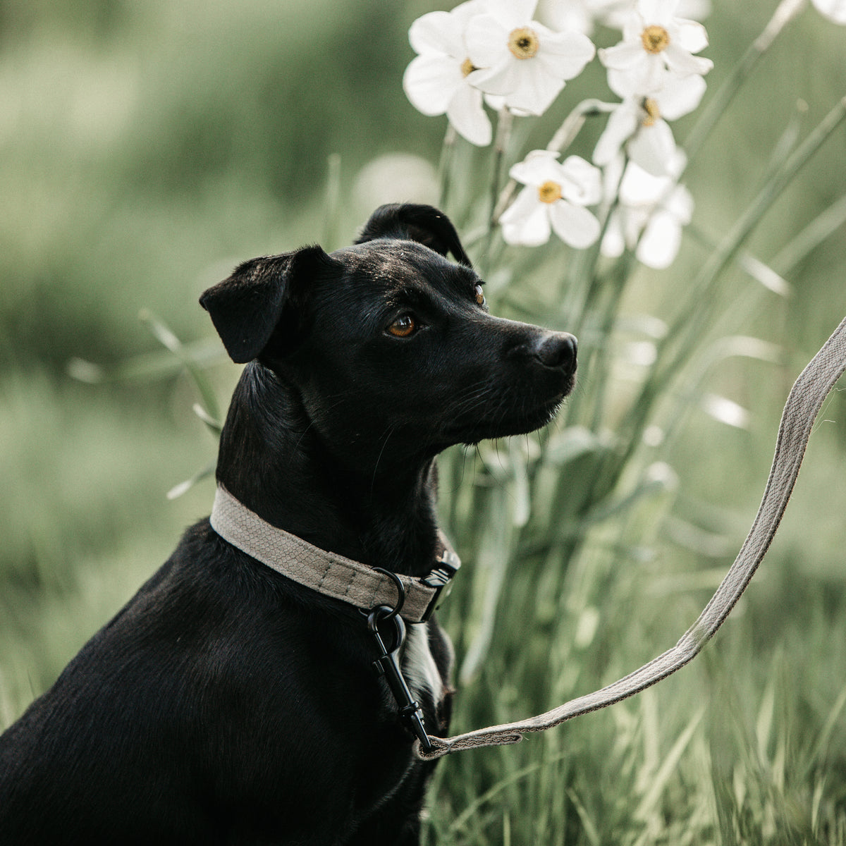 Hunde Halsband