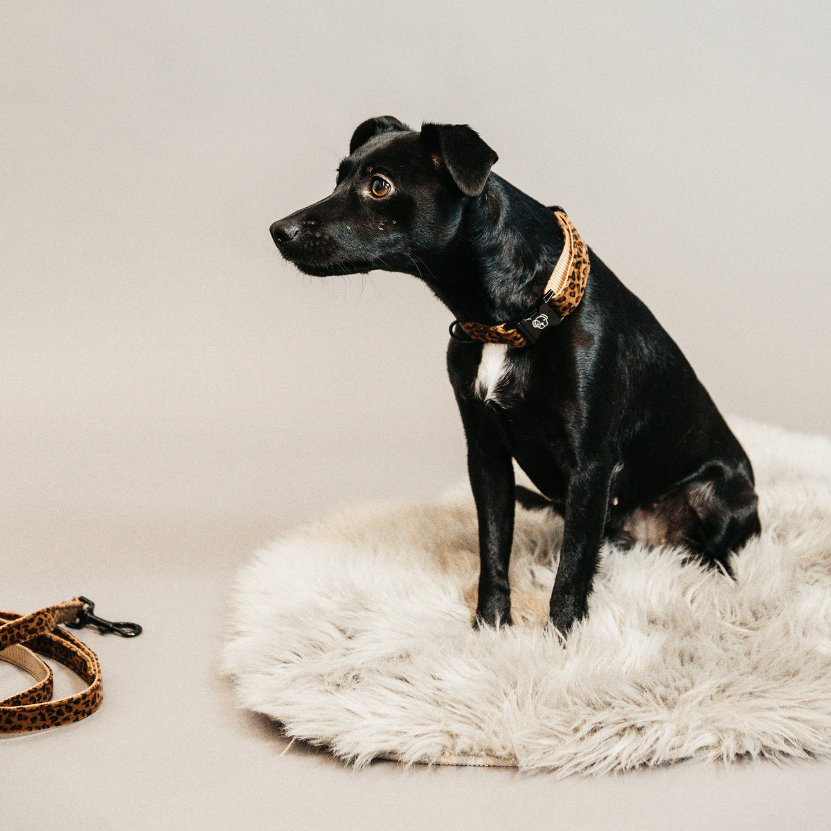Hunde Halsband