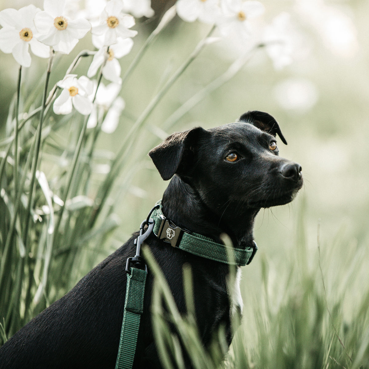 Hunde Halsband