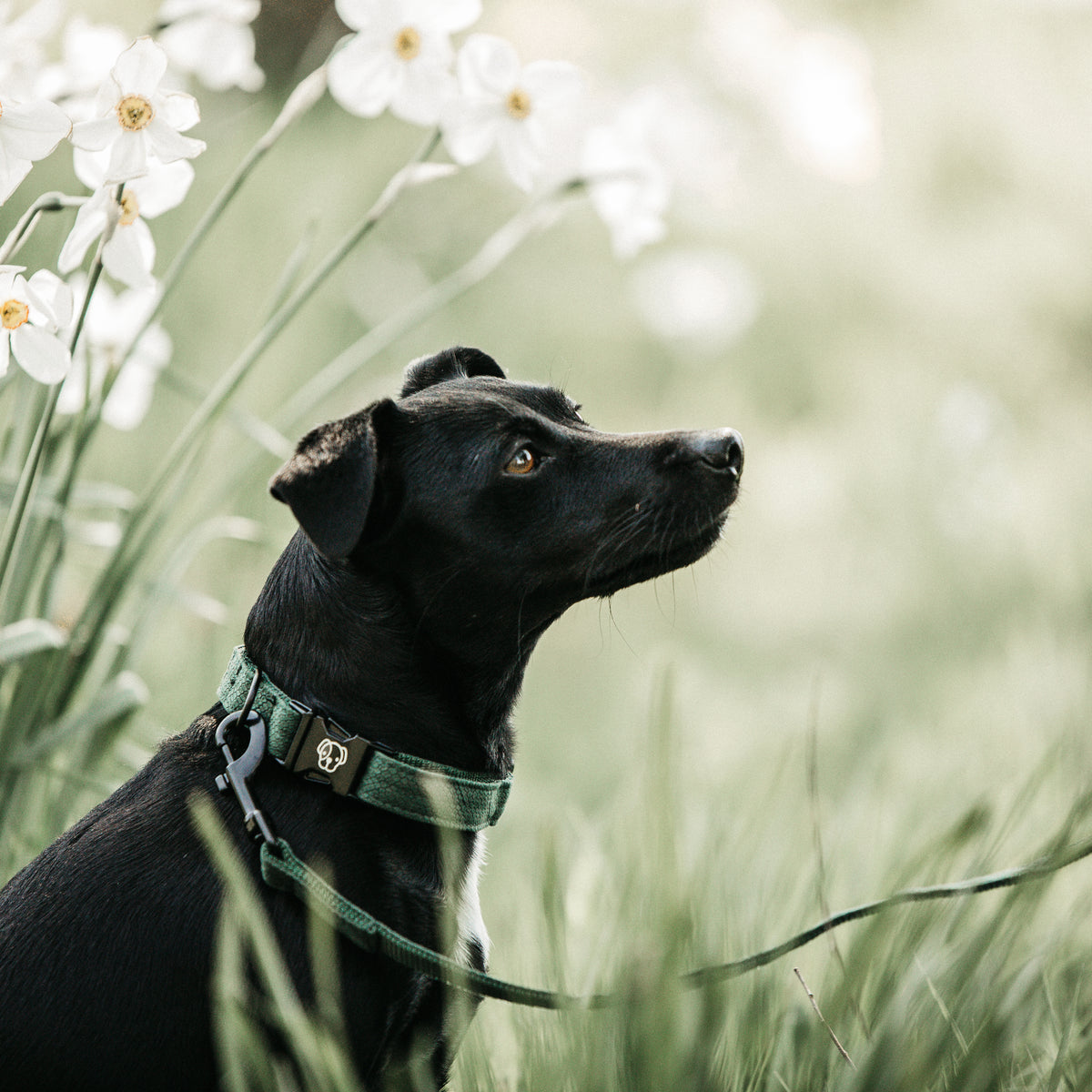 Hunde Halsband