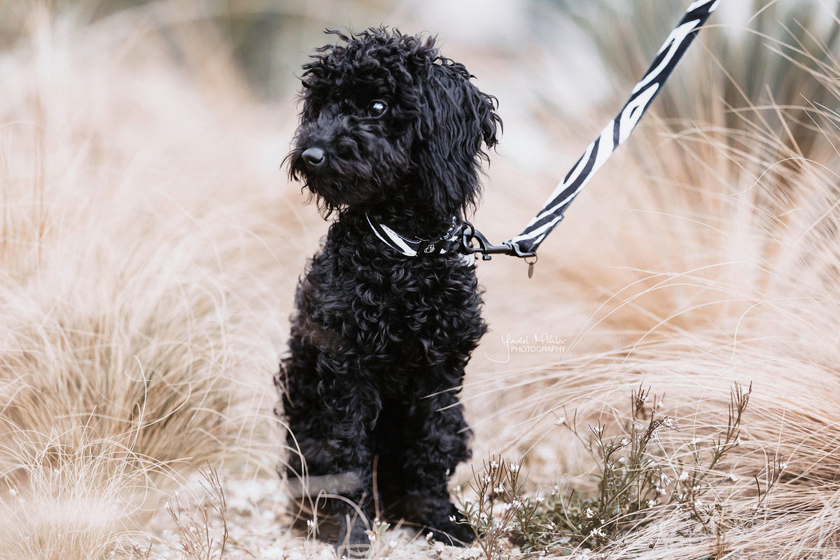 Hunde Leine