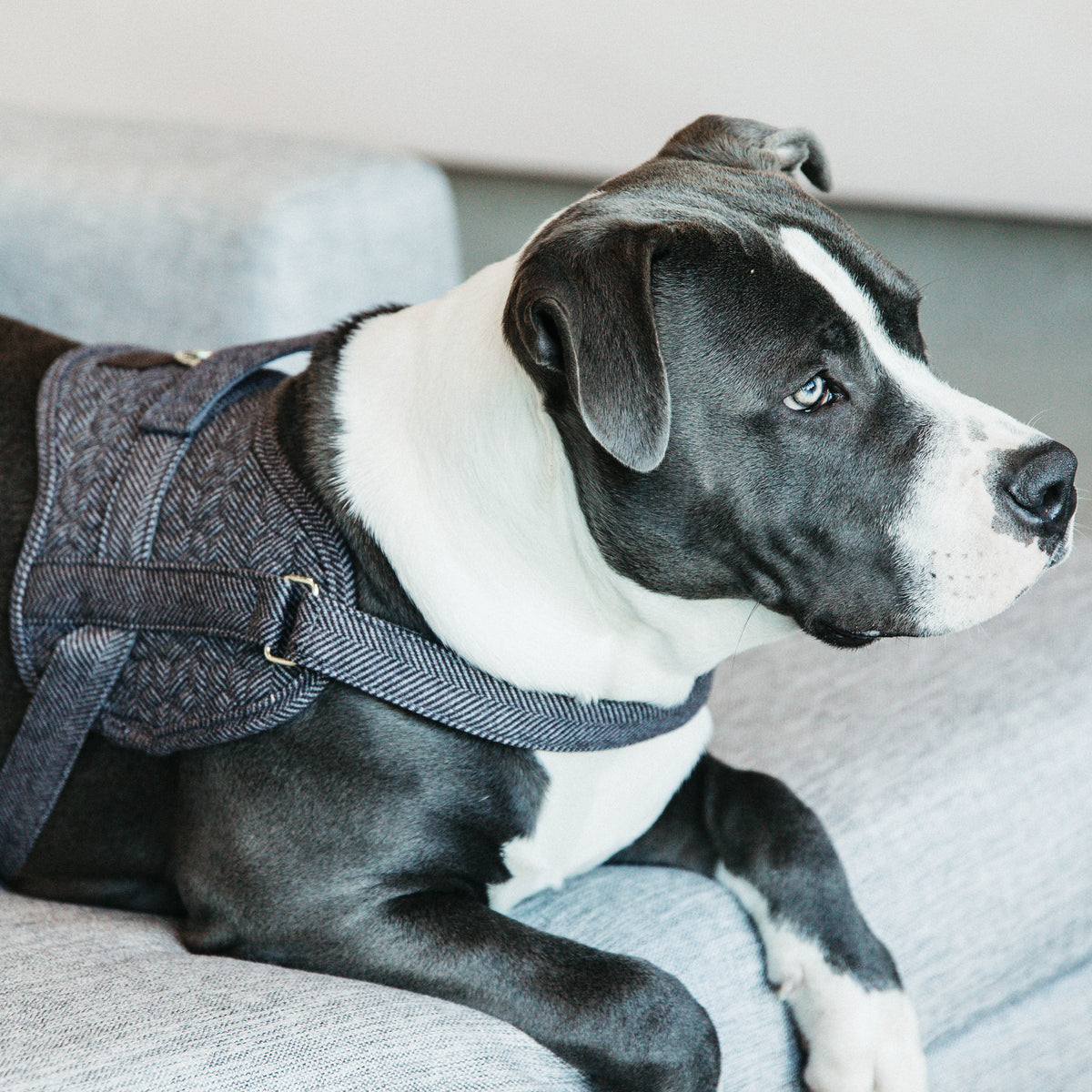 Hundegeschirr Body Safe Wolle