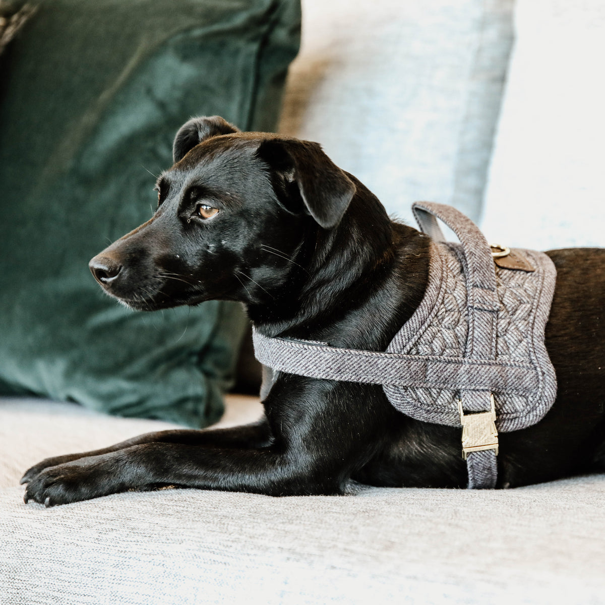 Hundegeschirr Body Safe Wolle 58