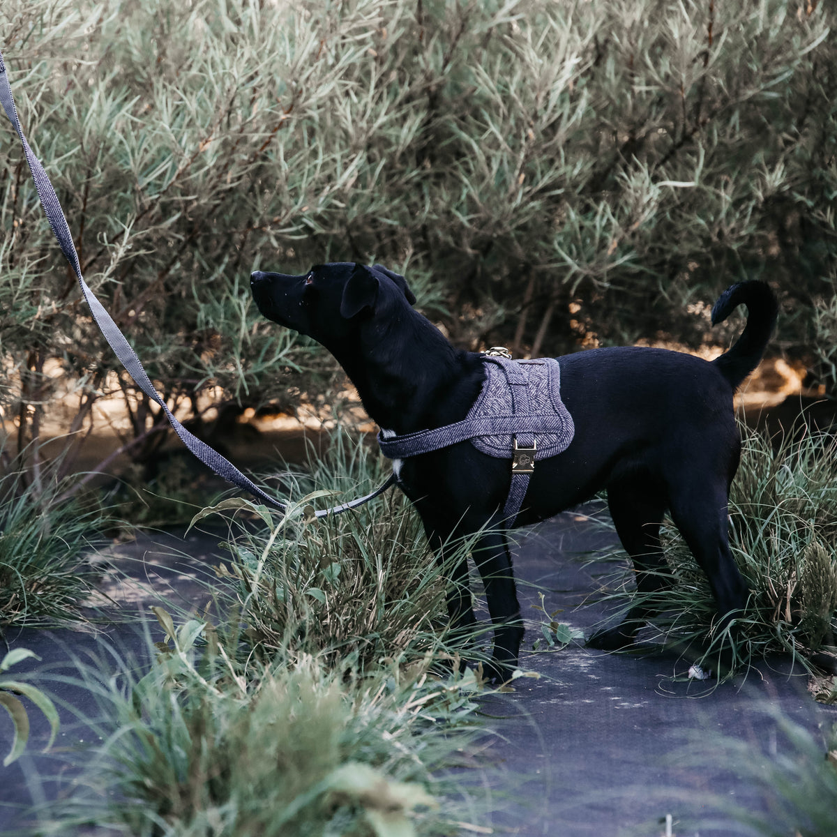 Hundegeschirr Body Safe Wolle 82
