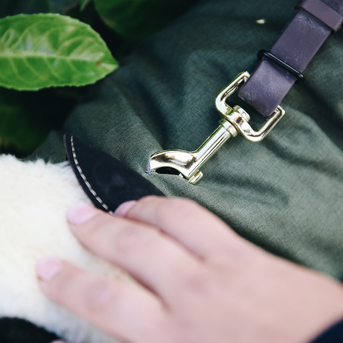 Hundemäntel Wasserdicht Olive Dackel