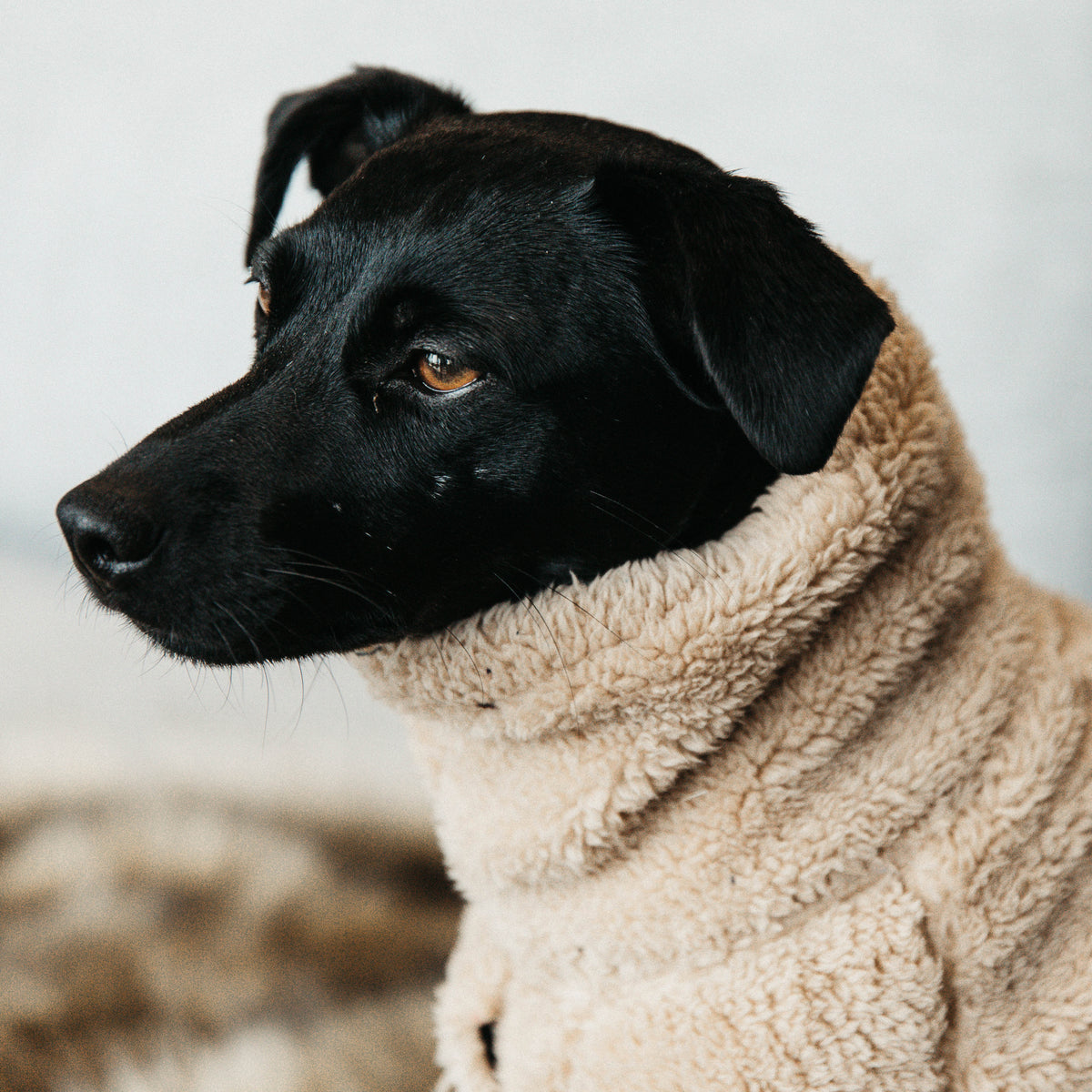 Hunde Pullover Teddy Fleece