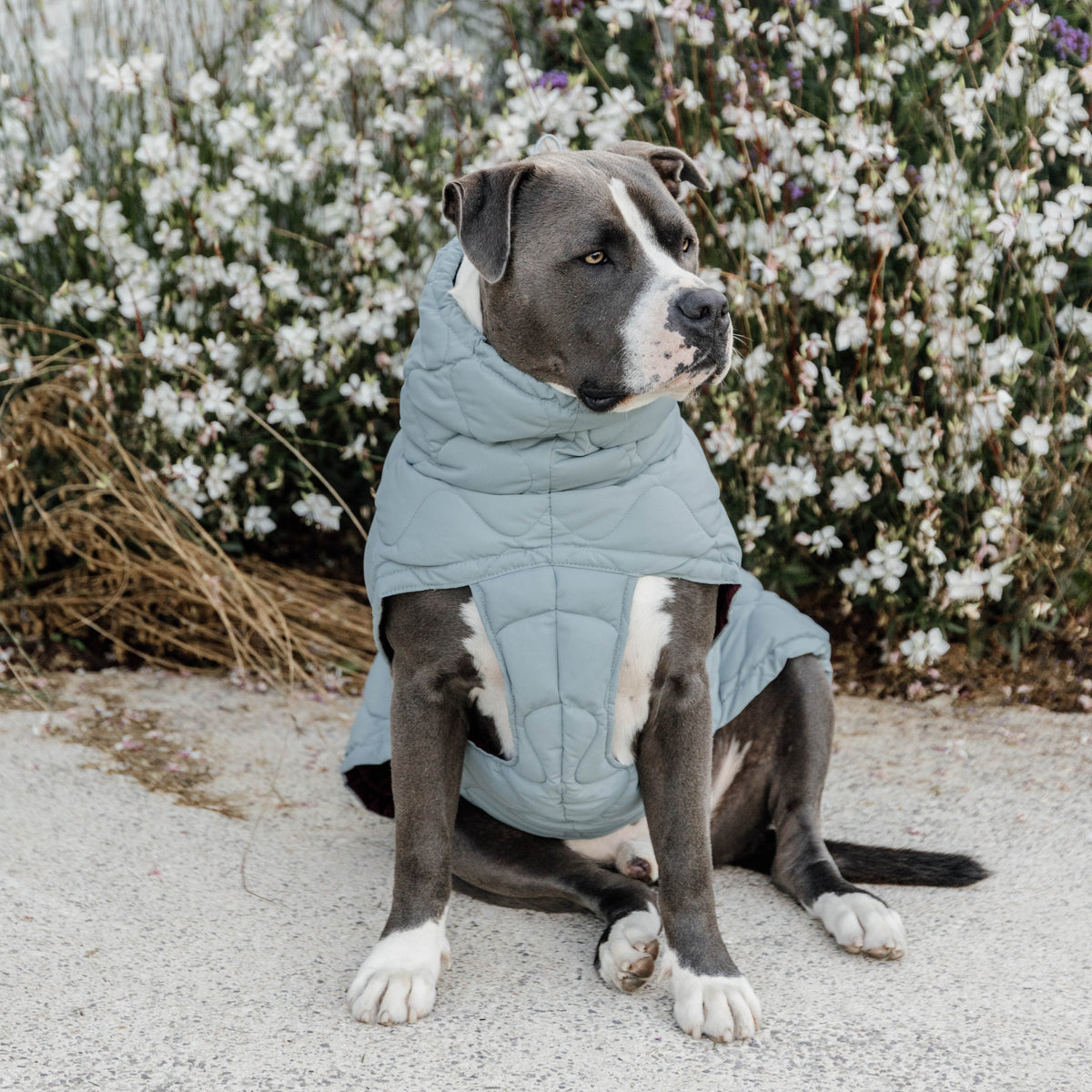 Hundemantel Winter Pina