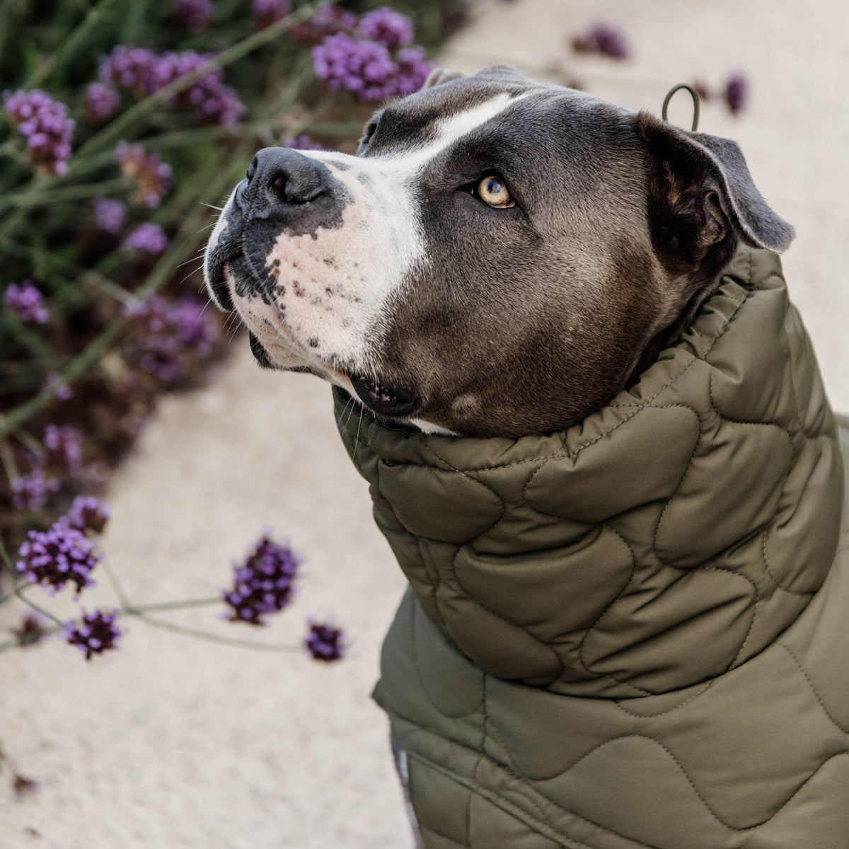 Hundemantel Winter Pina