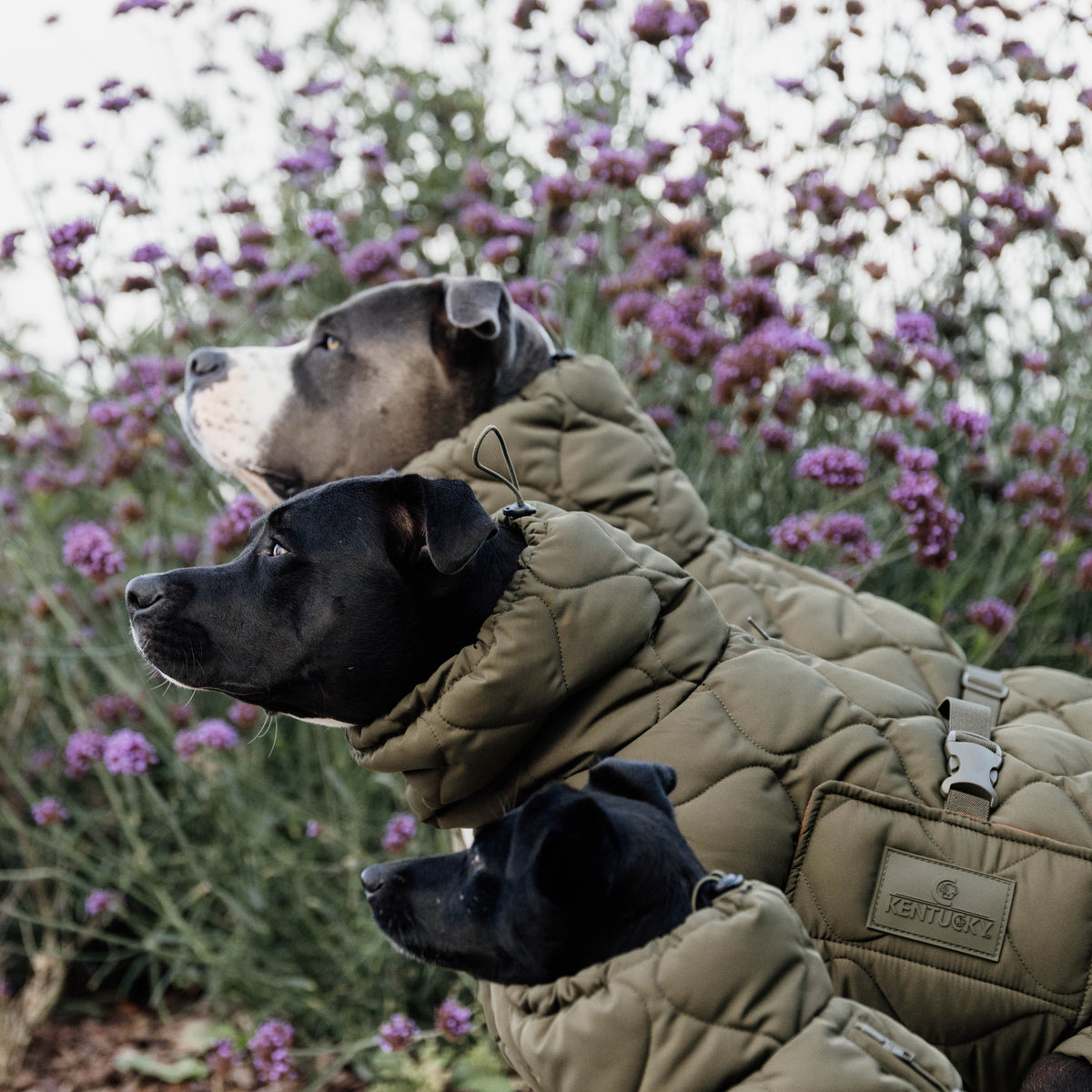 Hundemantel Winter Pina
