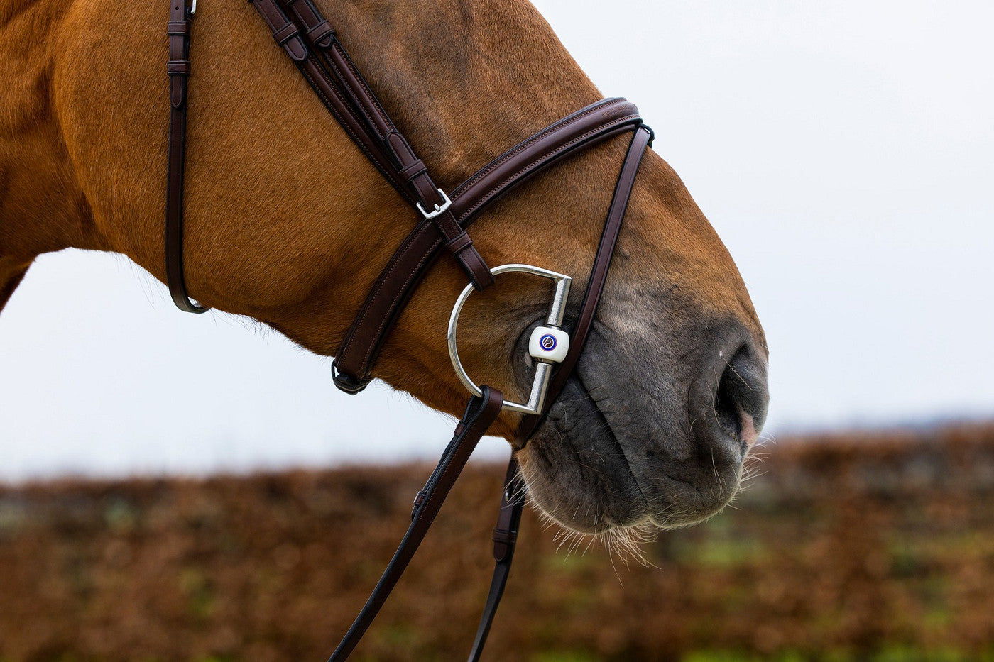 Trense Knokke, englisch