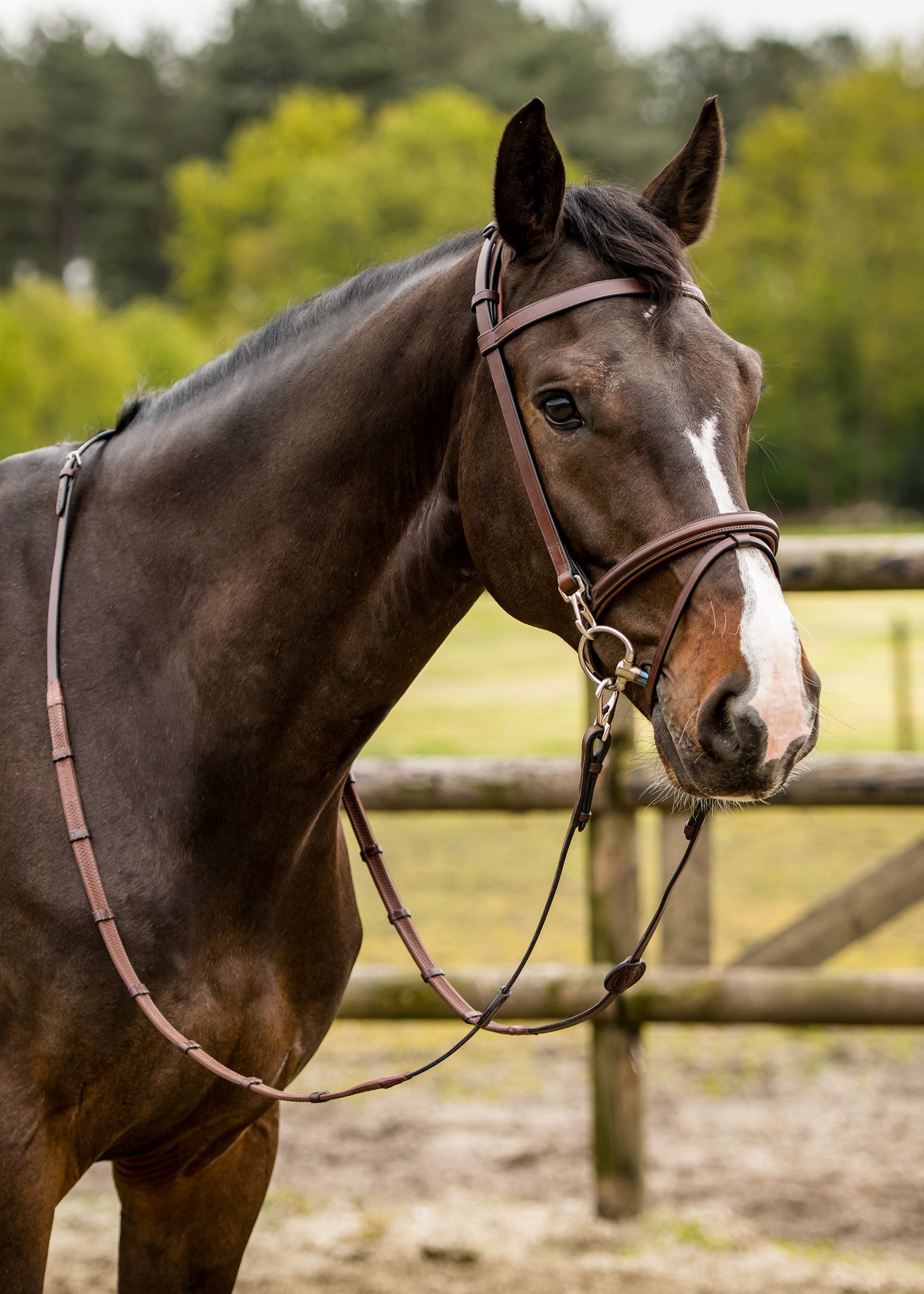Trainings-Trense Hamburg