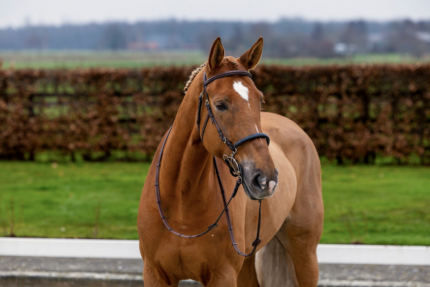 Hackamore Trense Hickstead