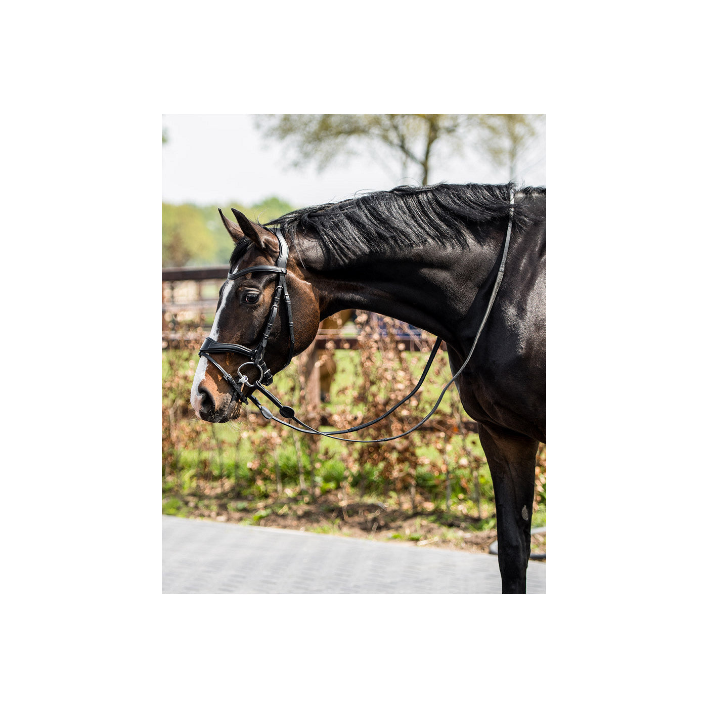 T-Motion Trense Falsterbo
