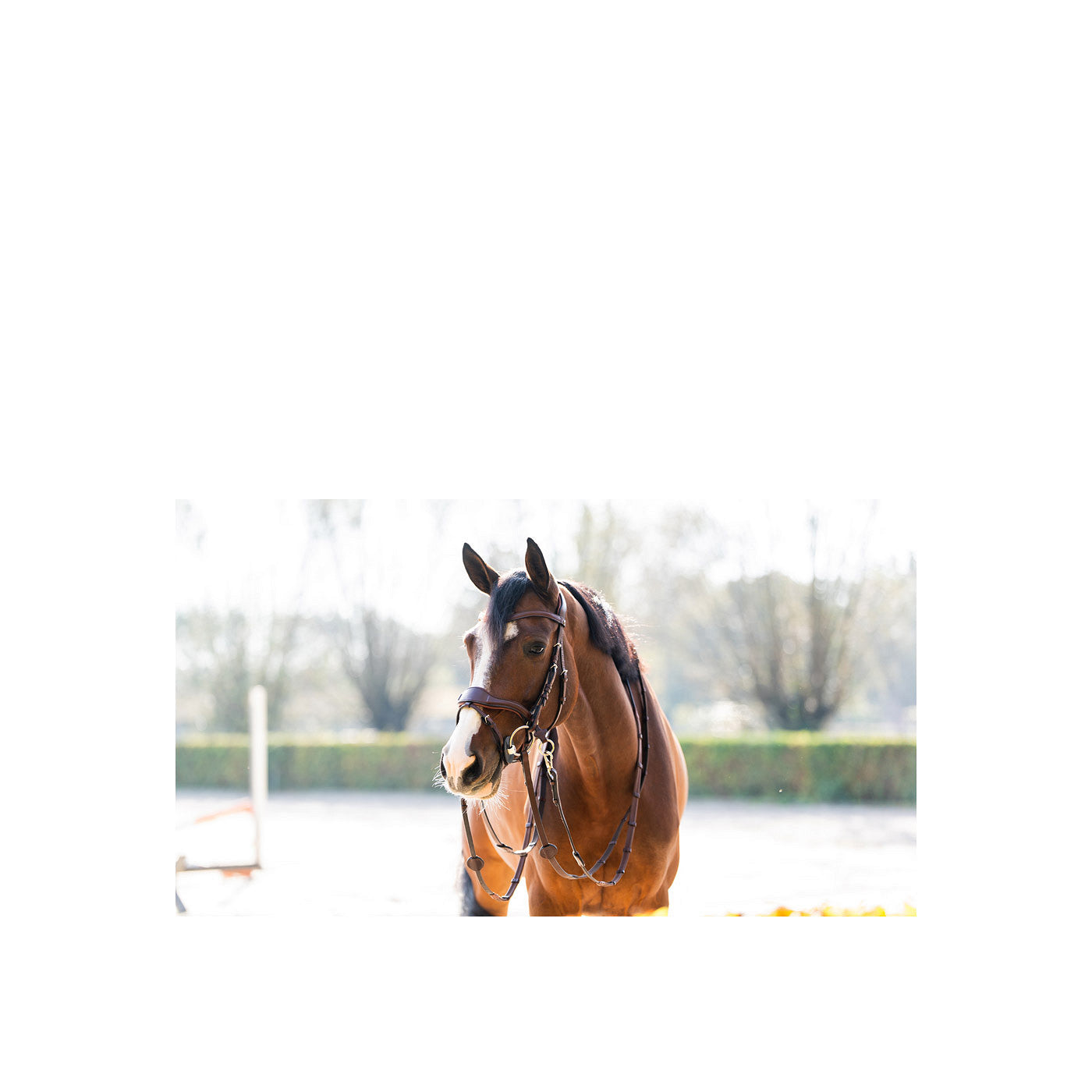T-Motion Trense Falsterbo