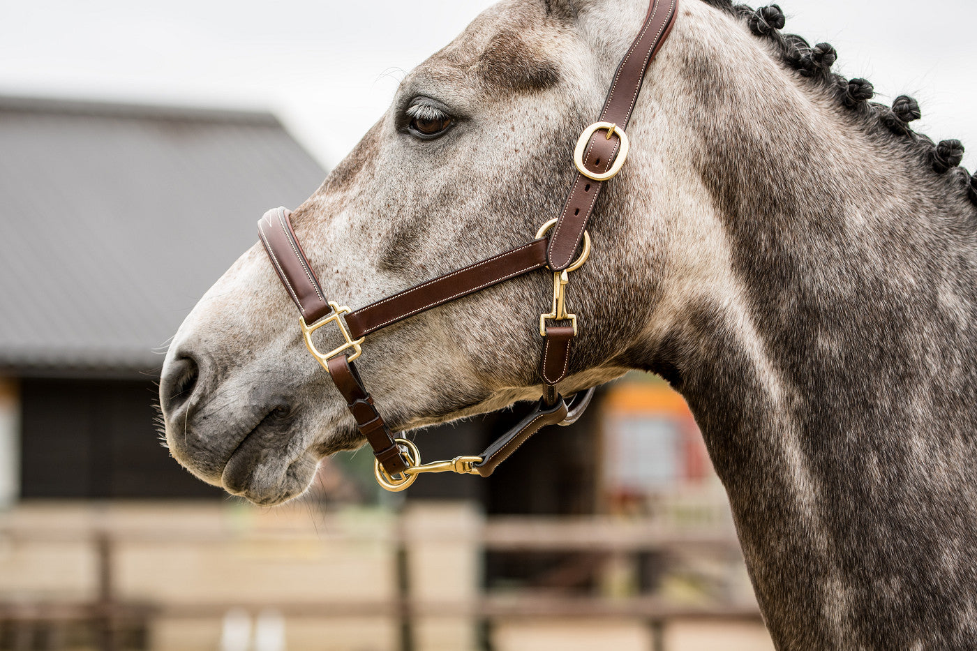 TRUST Halter San Miguel