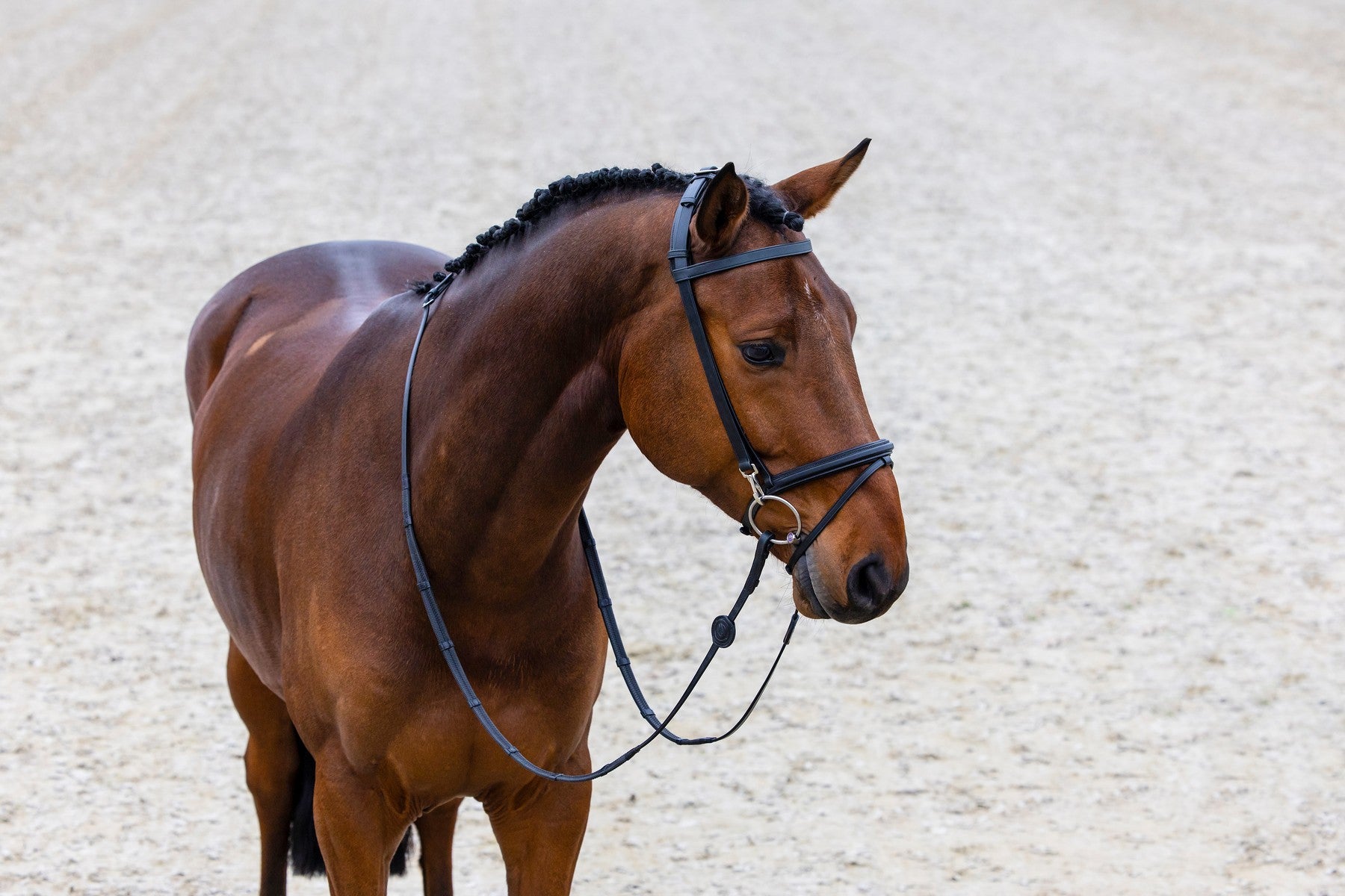Trainings-Trense Hamburg