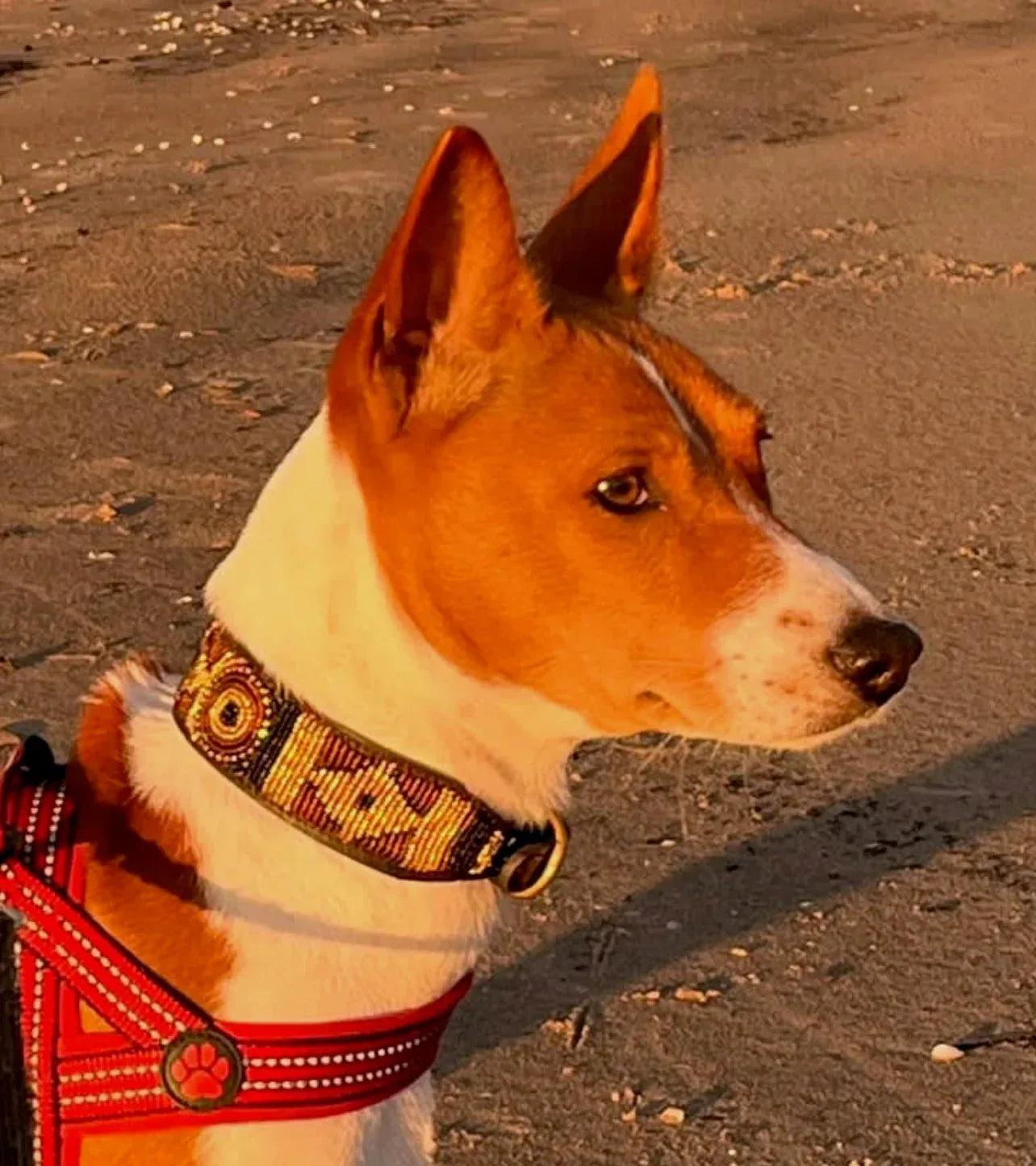 Hundehalsband Maasai Perlen alle Designs