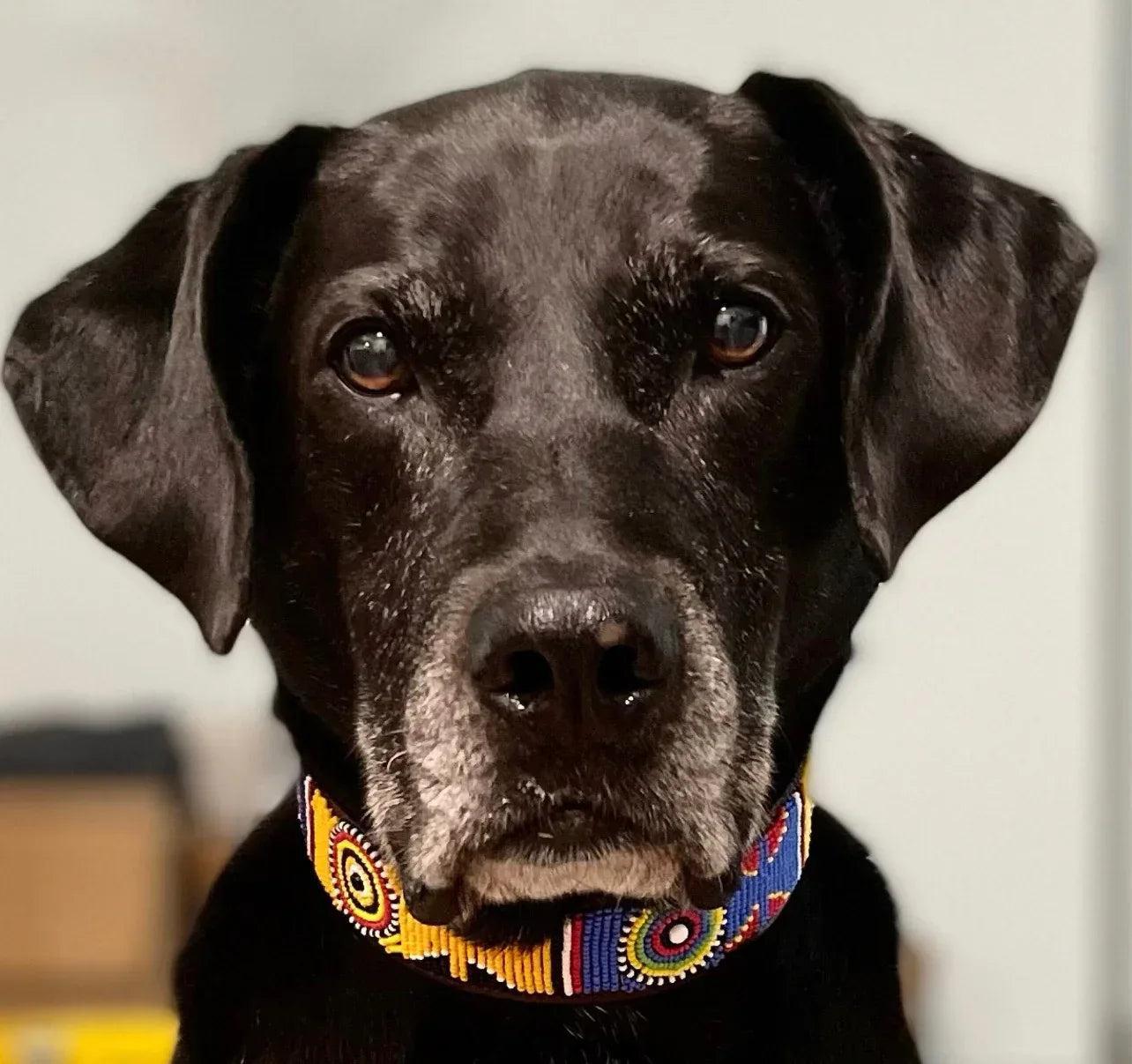 Hundehalsband Maasai Perlen alle Designs