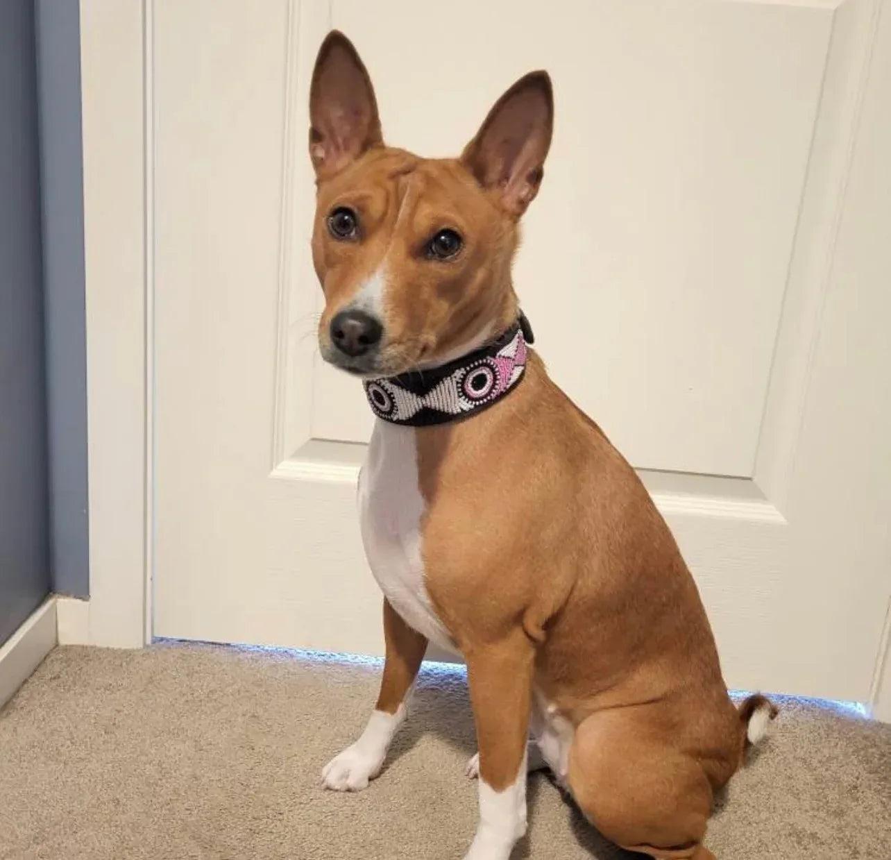 Hundehalsband Maasai Perlen alle Designs