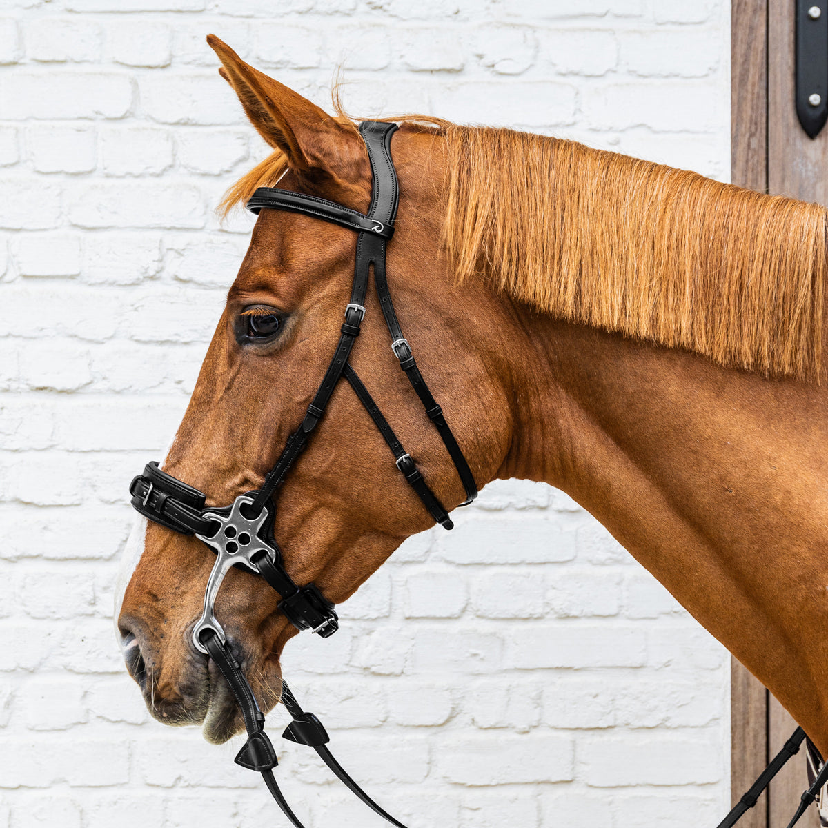 Hackamore