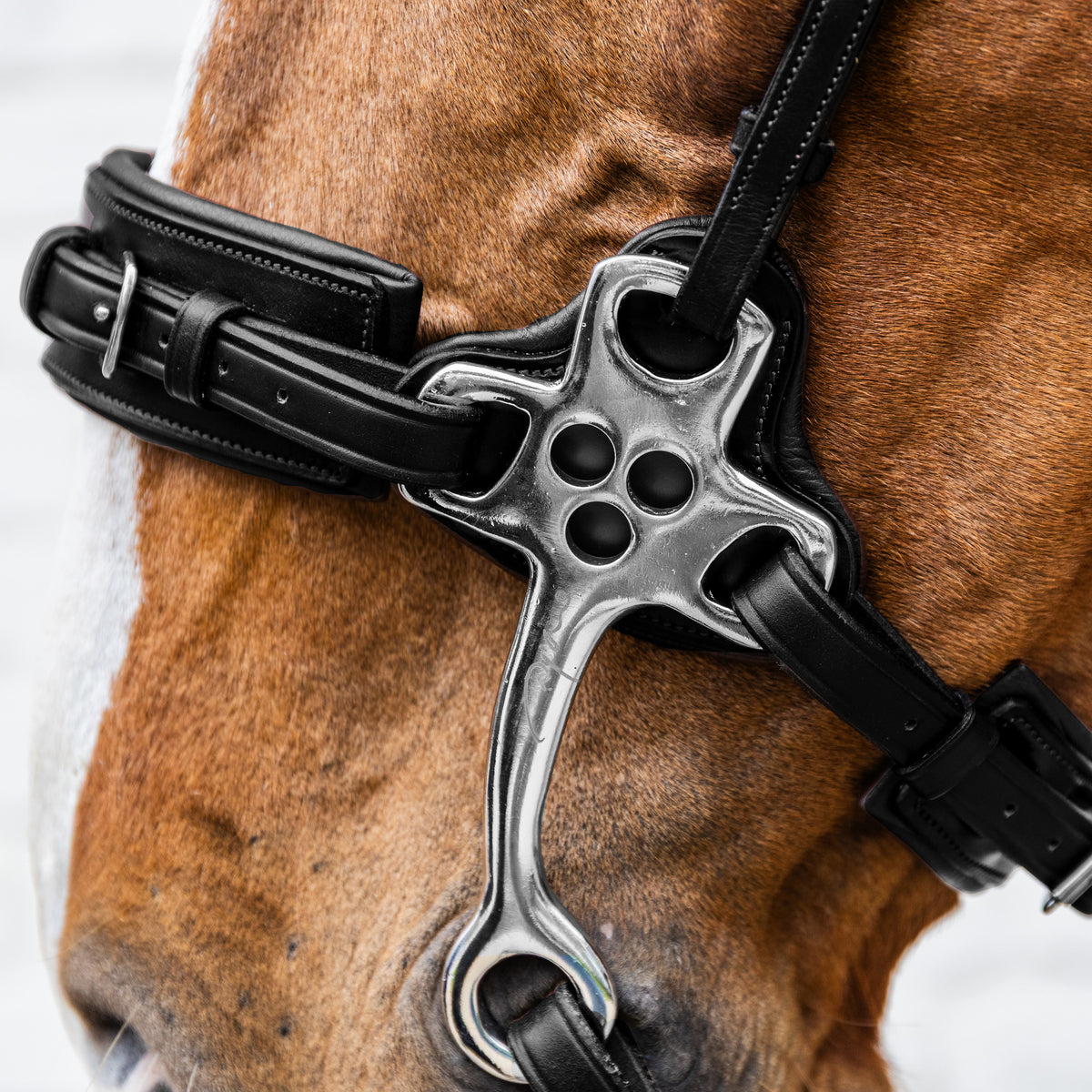 Hackamore