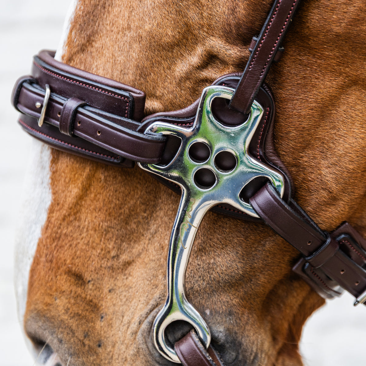 Hackamore